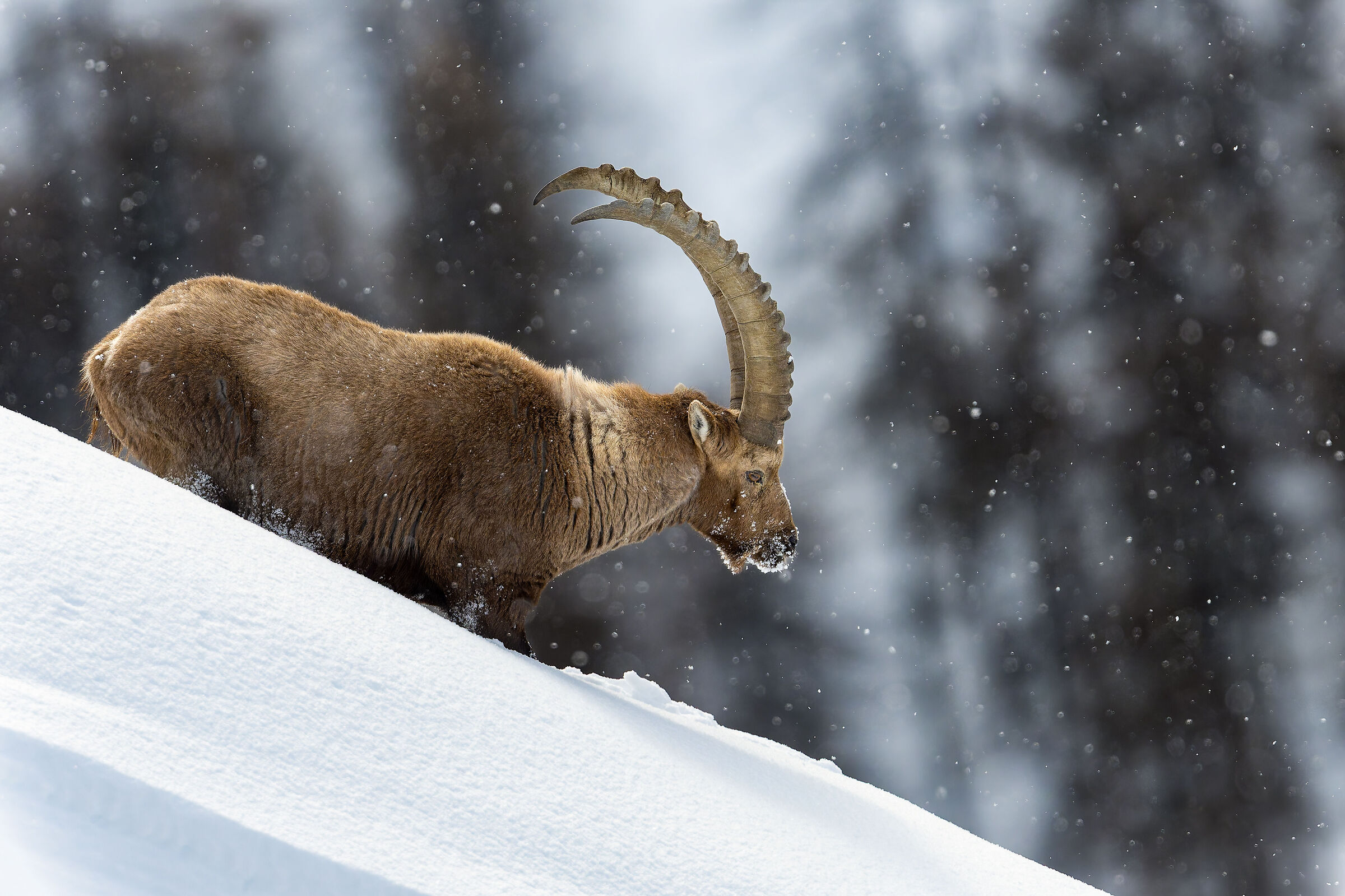 Ibex - Gran Paradiso National Park - Piedmont