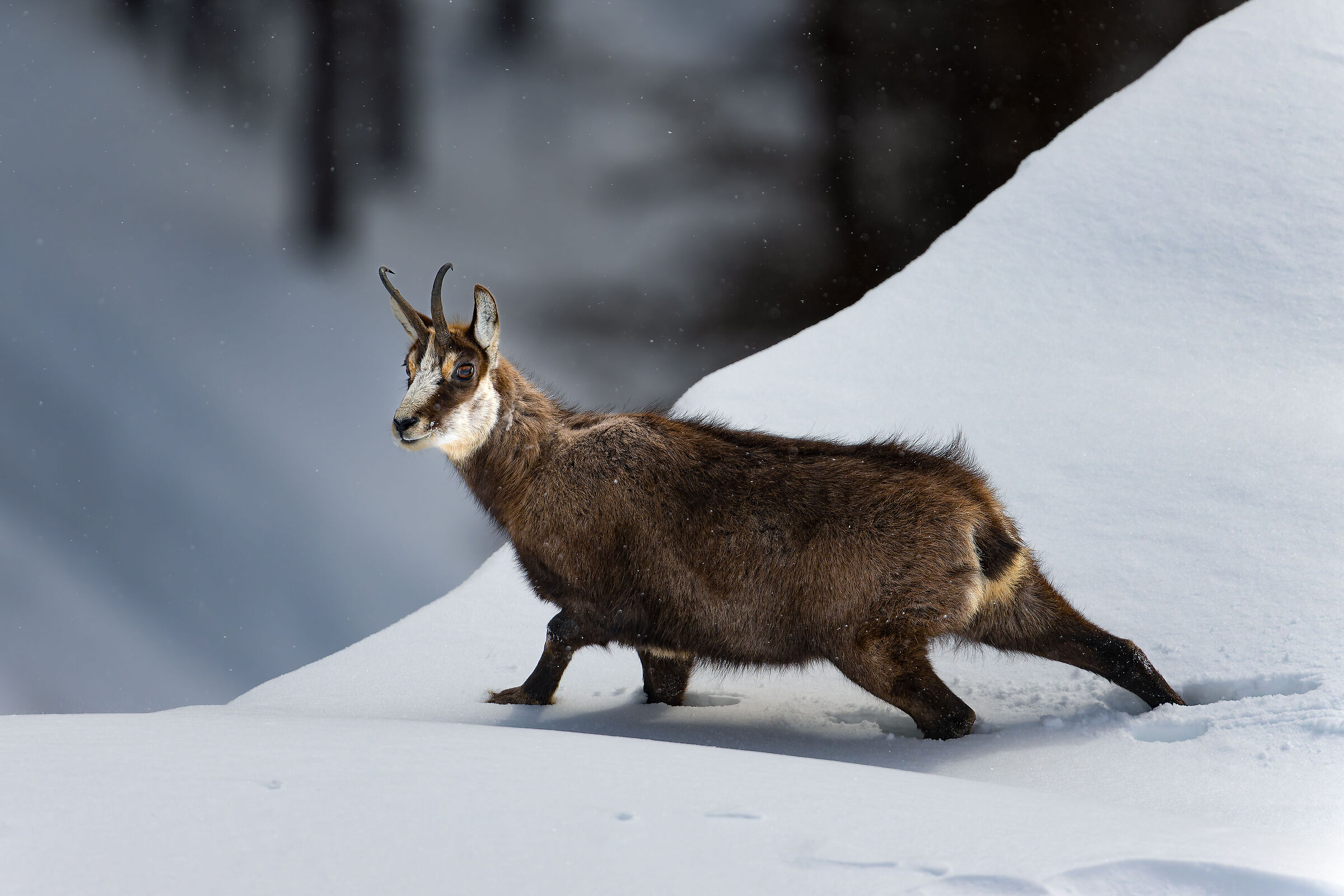 Chamois - Gran Paradiso National Park - Piedmont