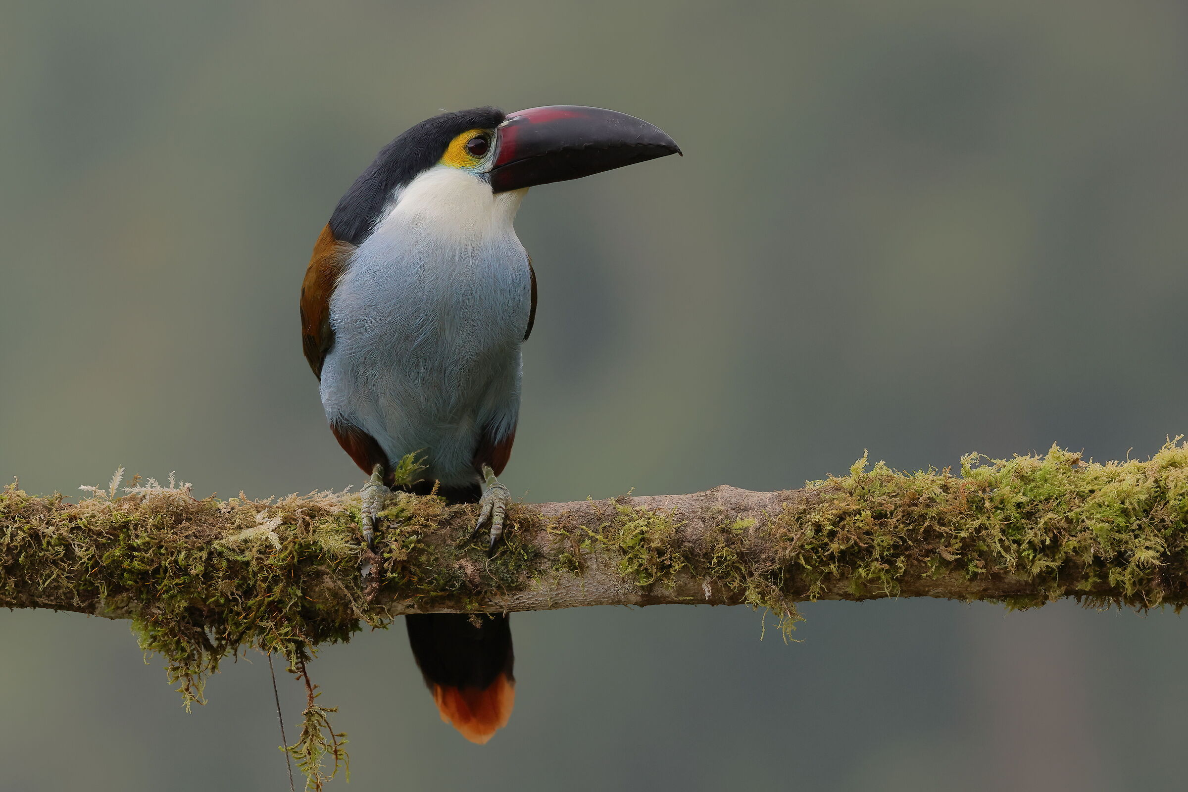 Mountain toucan with a snout