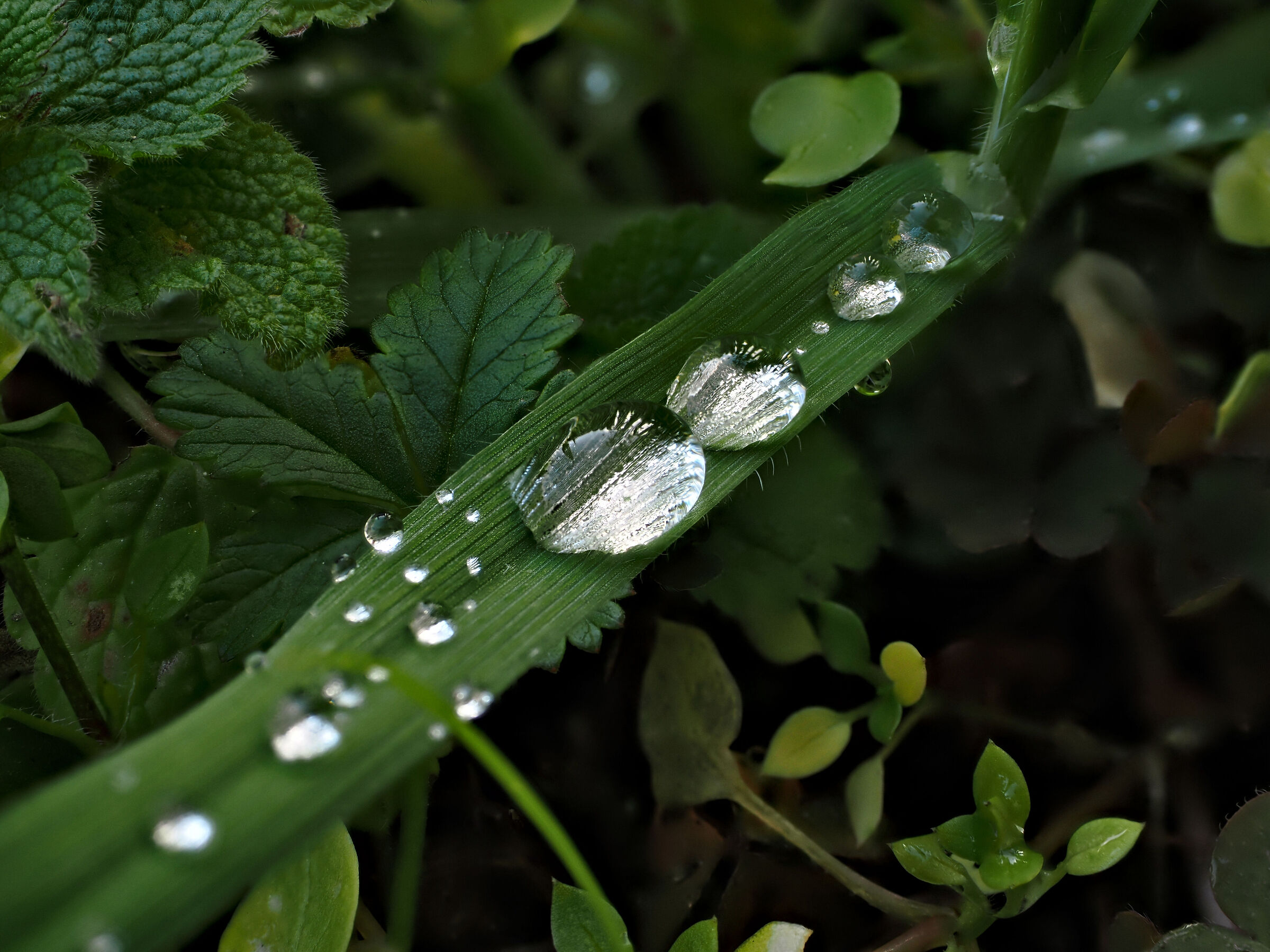 Dopo la pioggia, test focus stacking