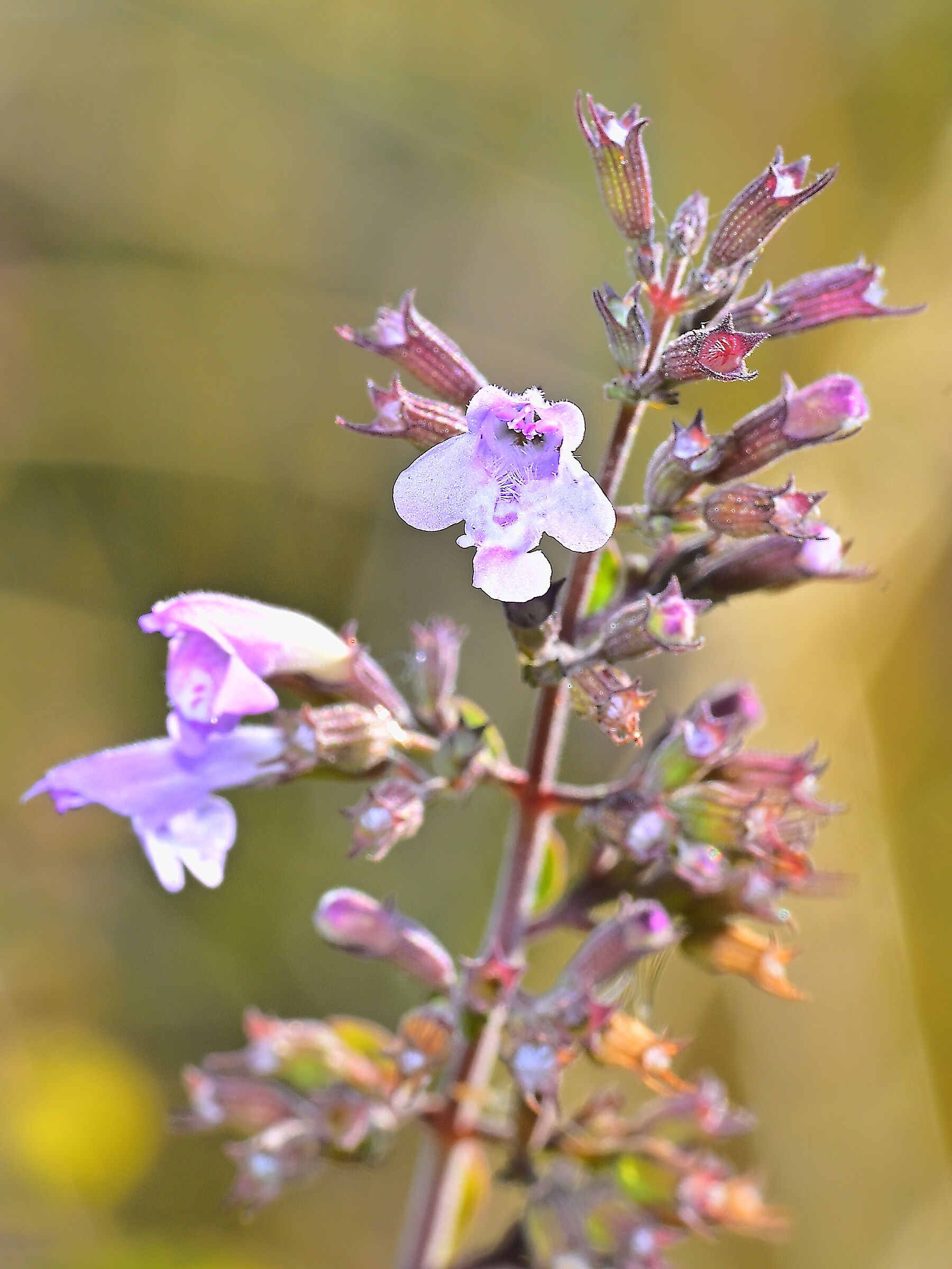 Calamintha nepeta