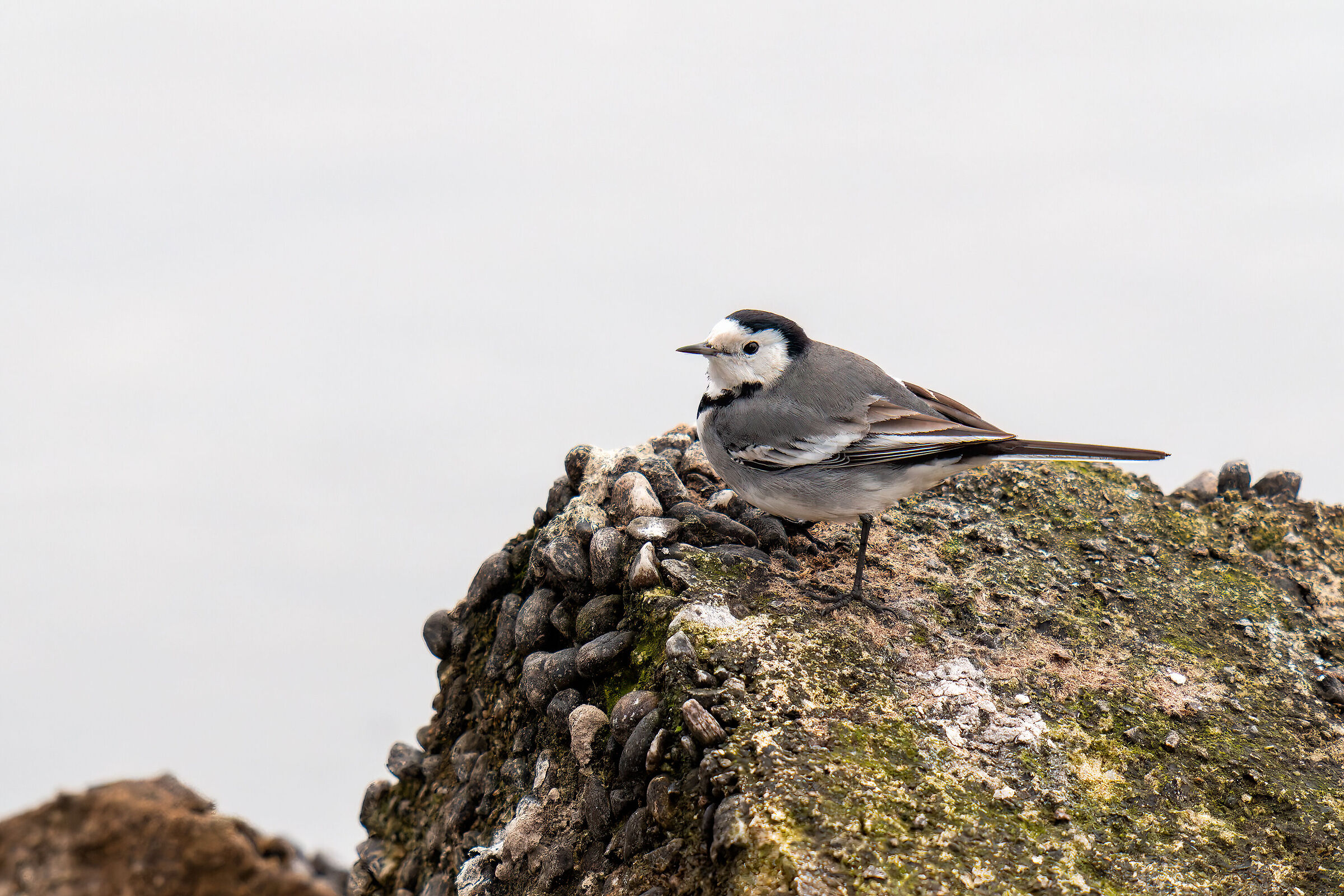 prova 2x viltrox, ballerina bianca, luce orenda