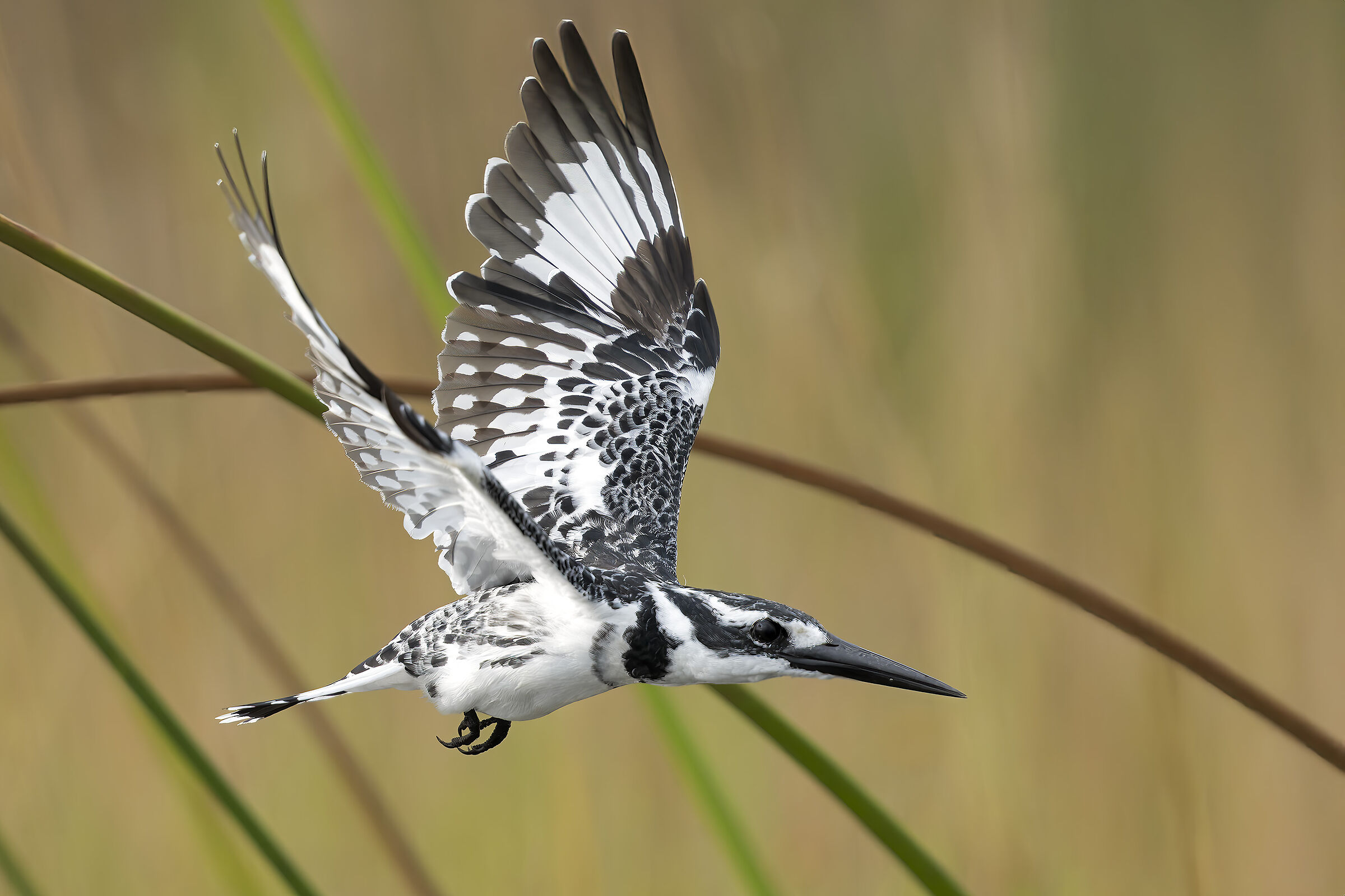 Pied Kingfisher