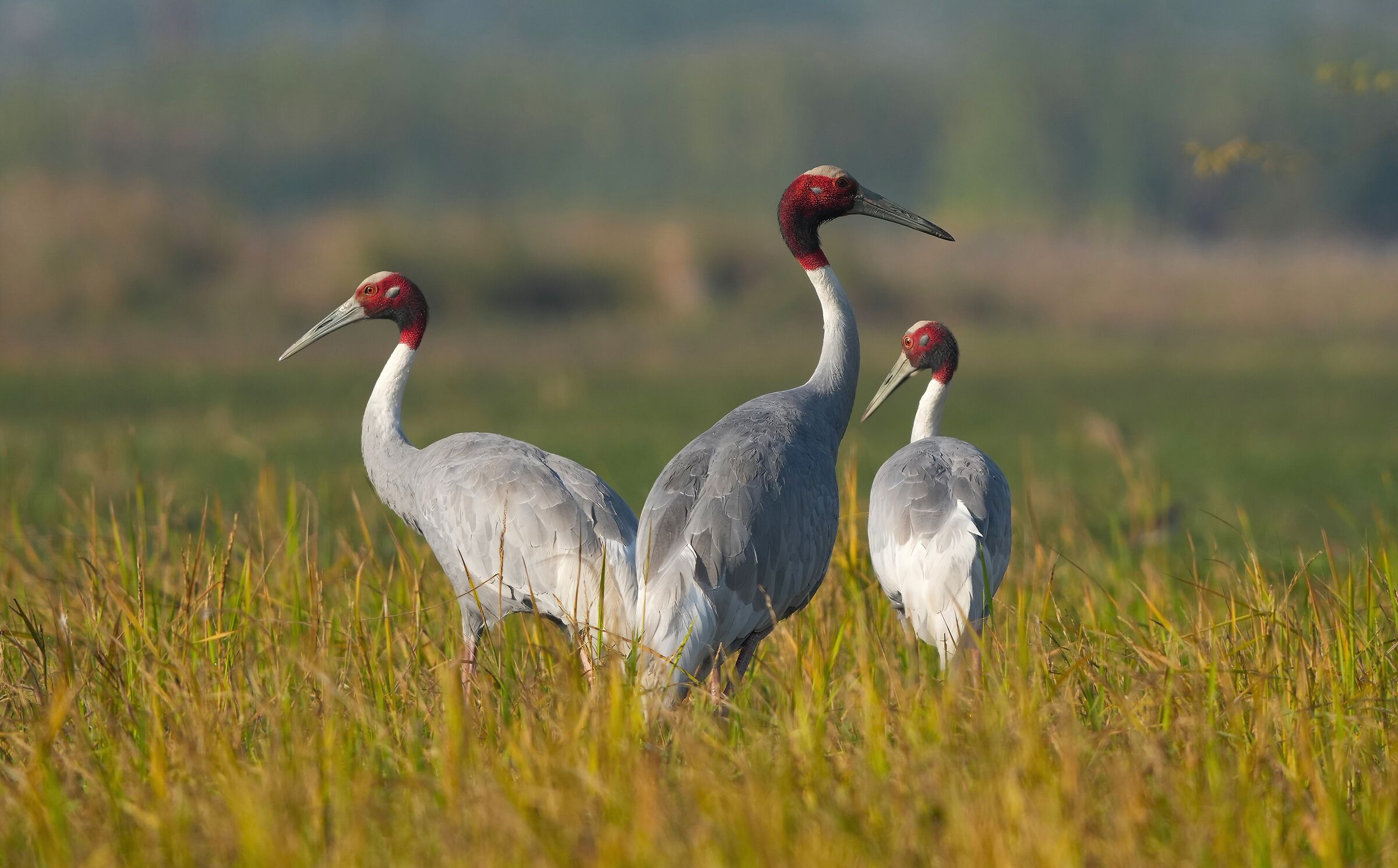 Antigone Crane India