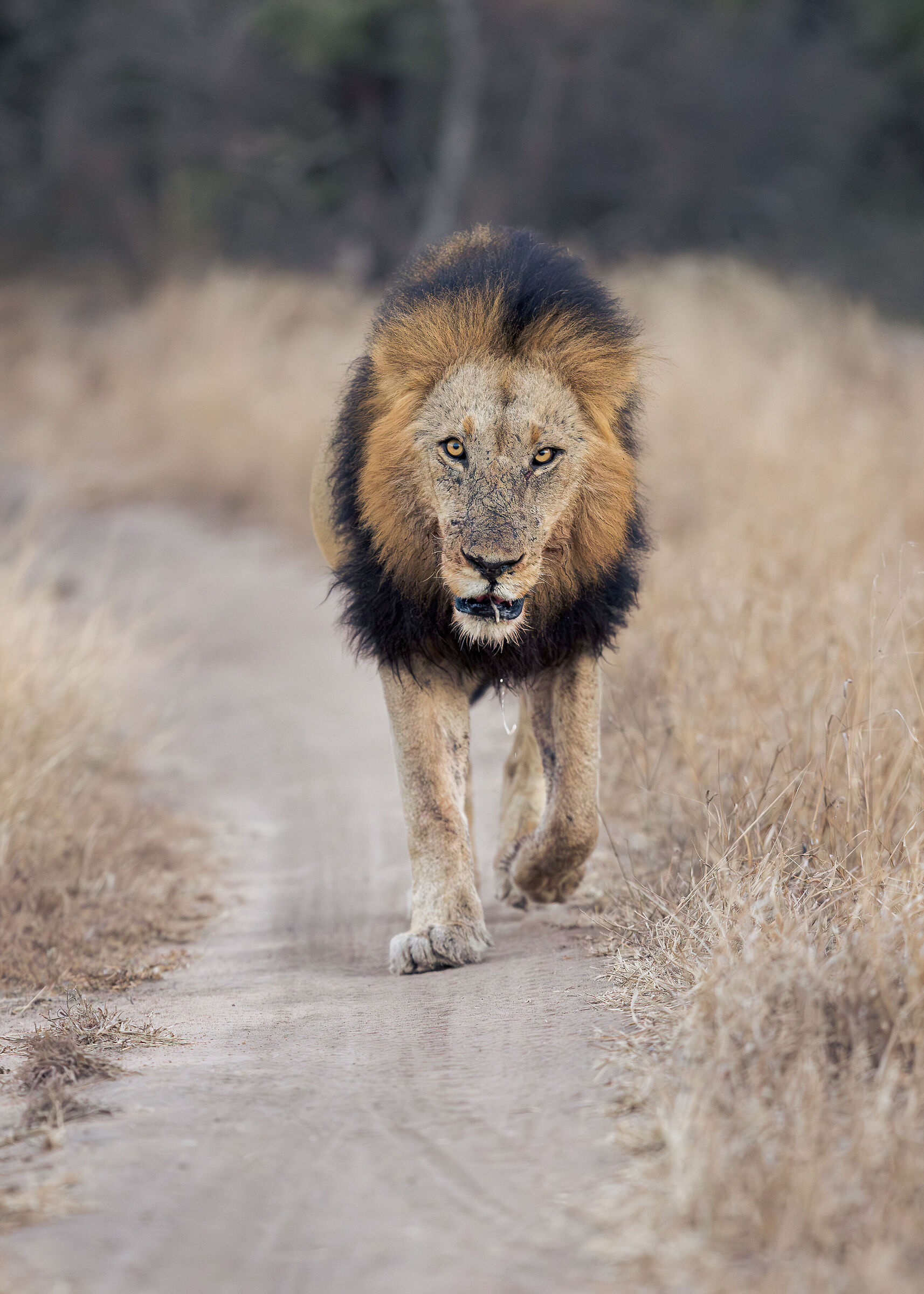Lion's walk