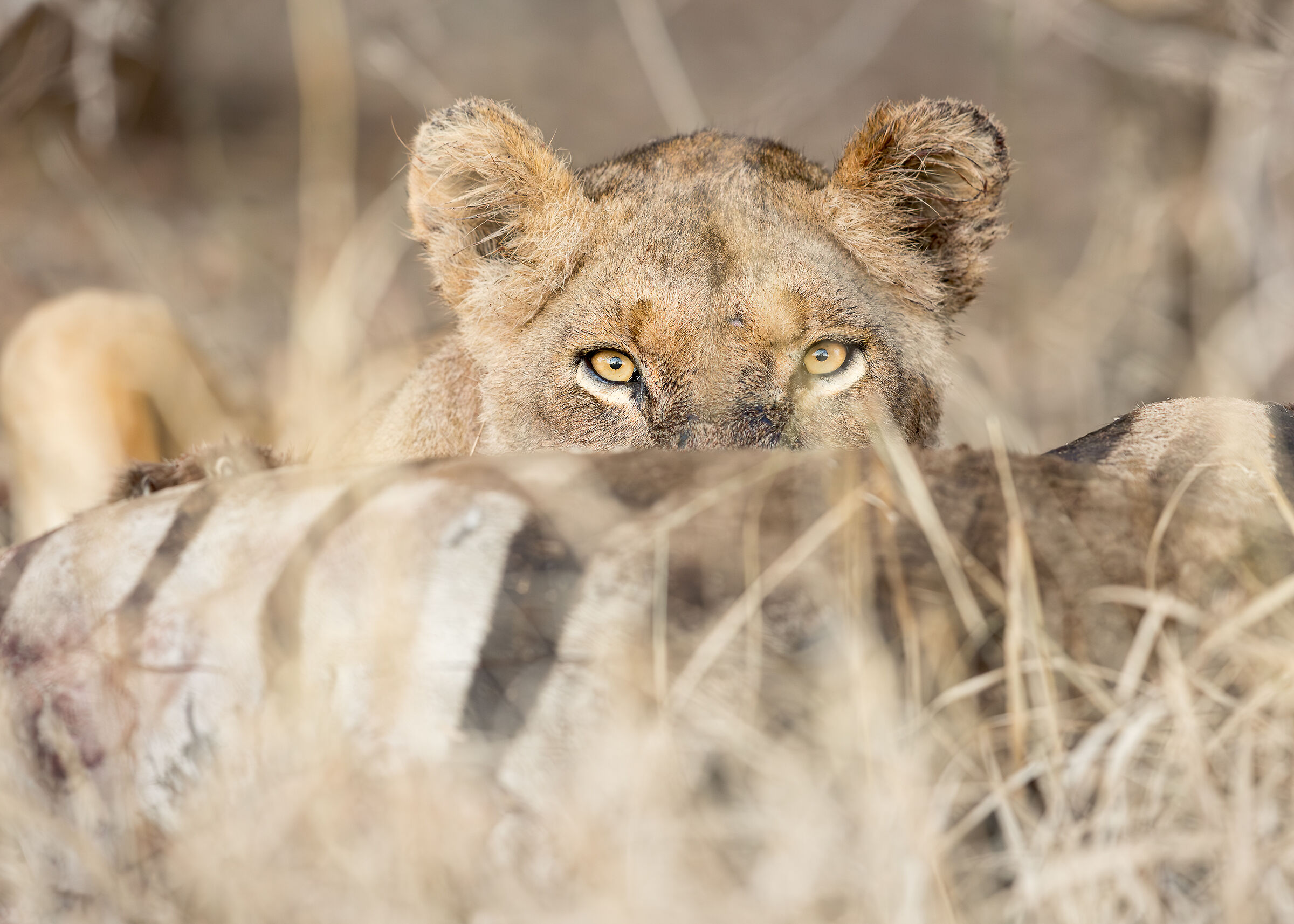 Eye on the prey
