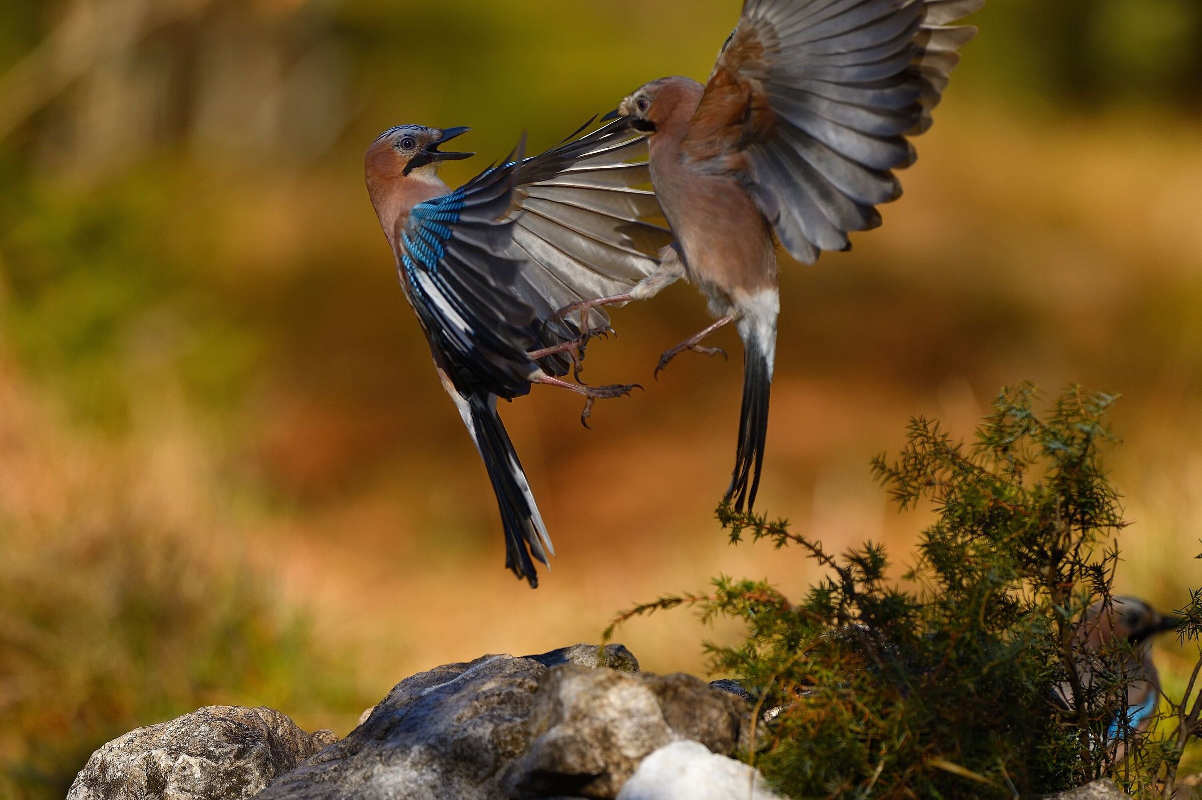 Jay Fight