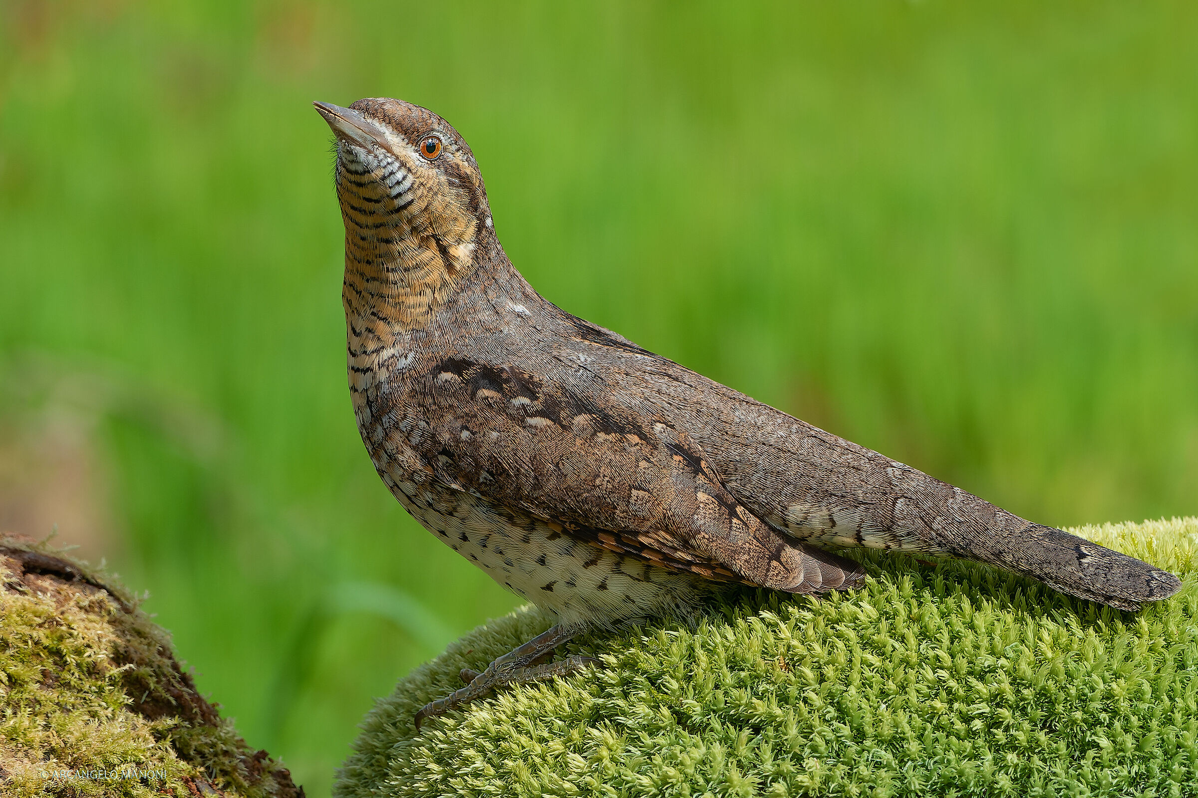 Un tappeto verde per il torcicollo