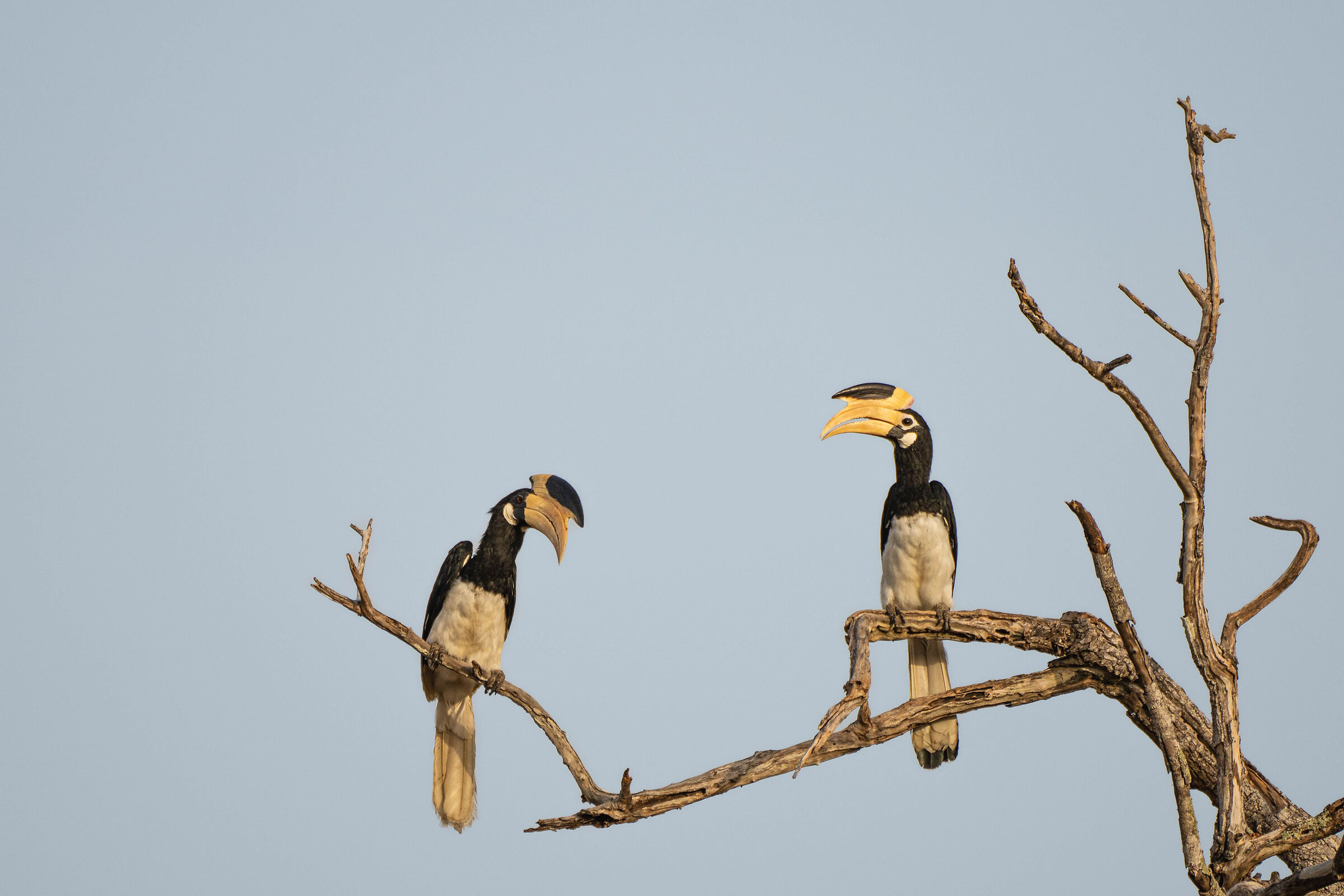 Malabar Pied Hornbills