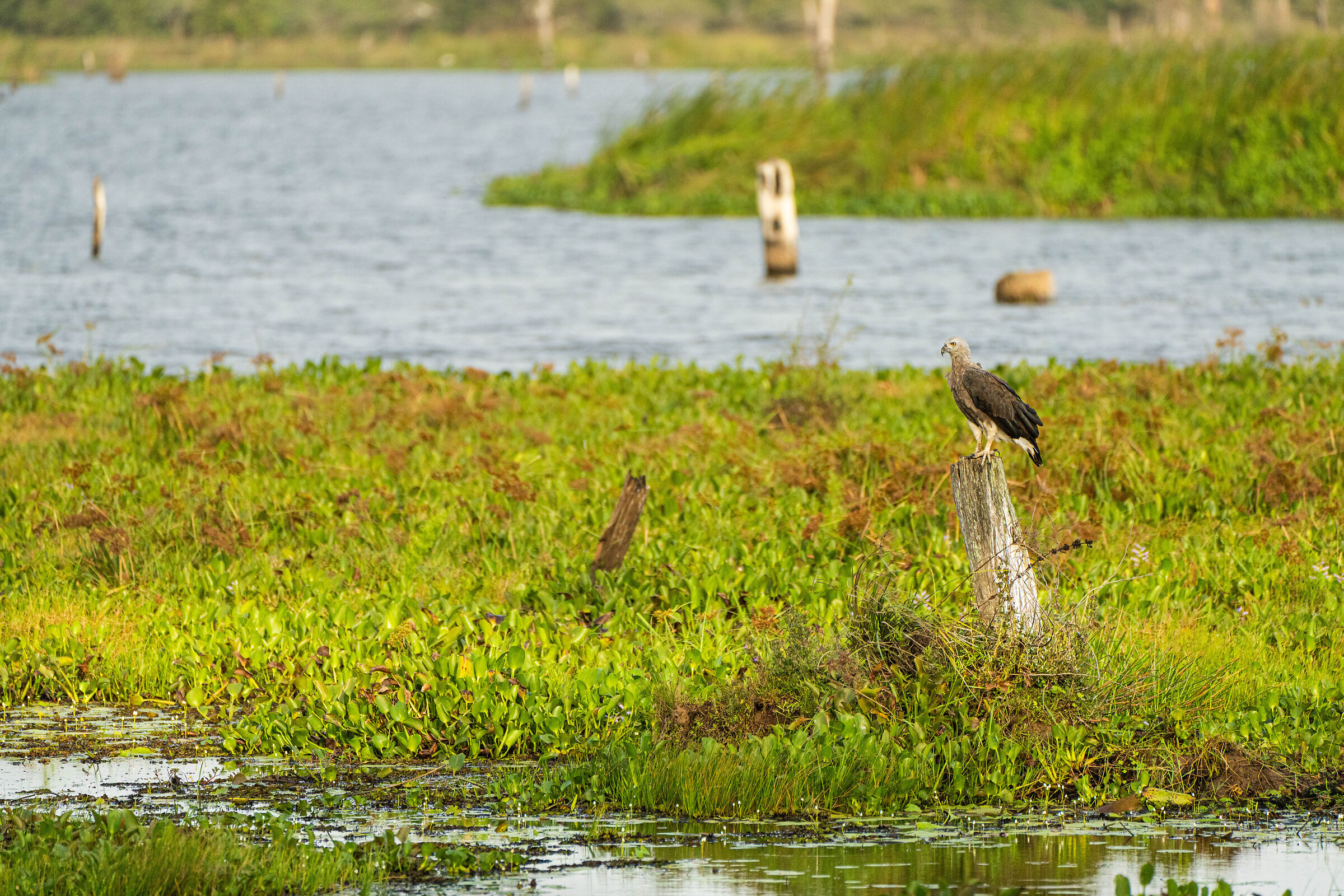 Grey-headed fish eagle