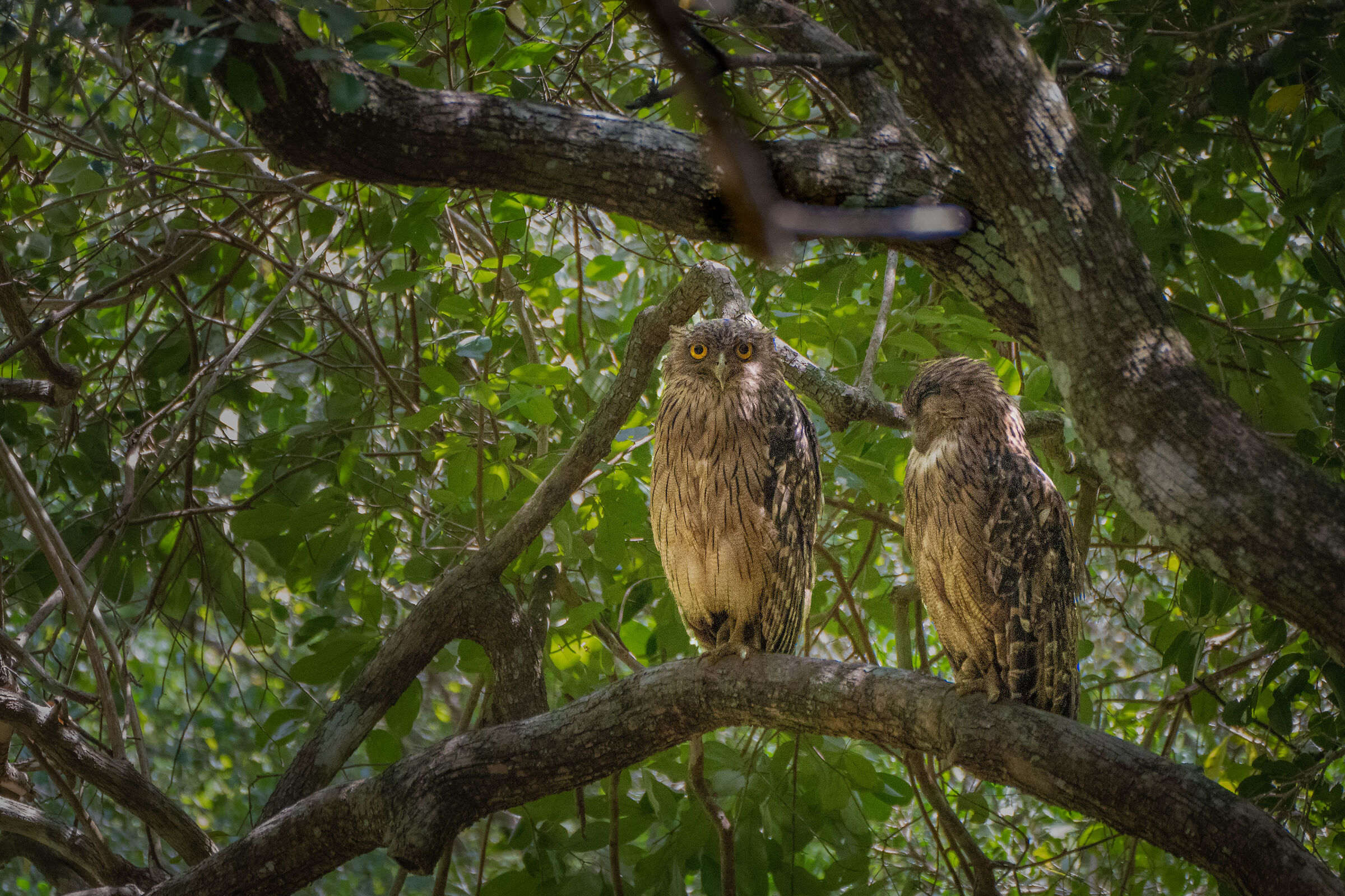 Brown fish owl