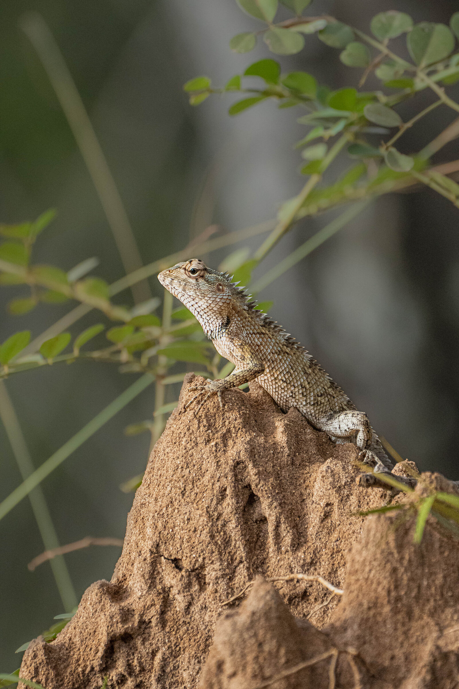 Oriental graden lizard