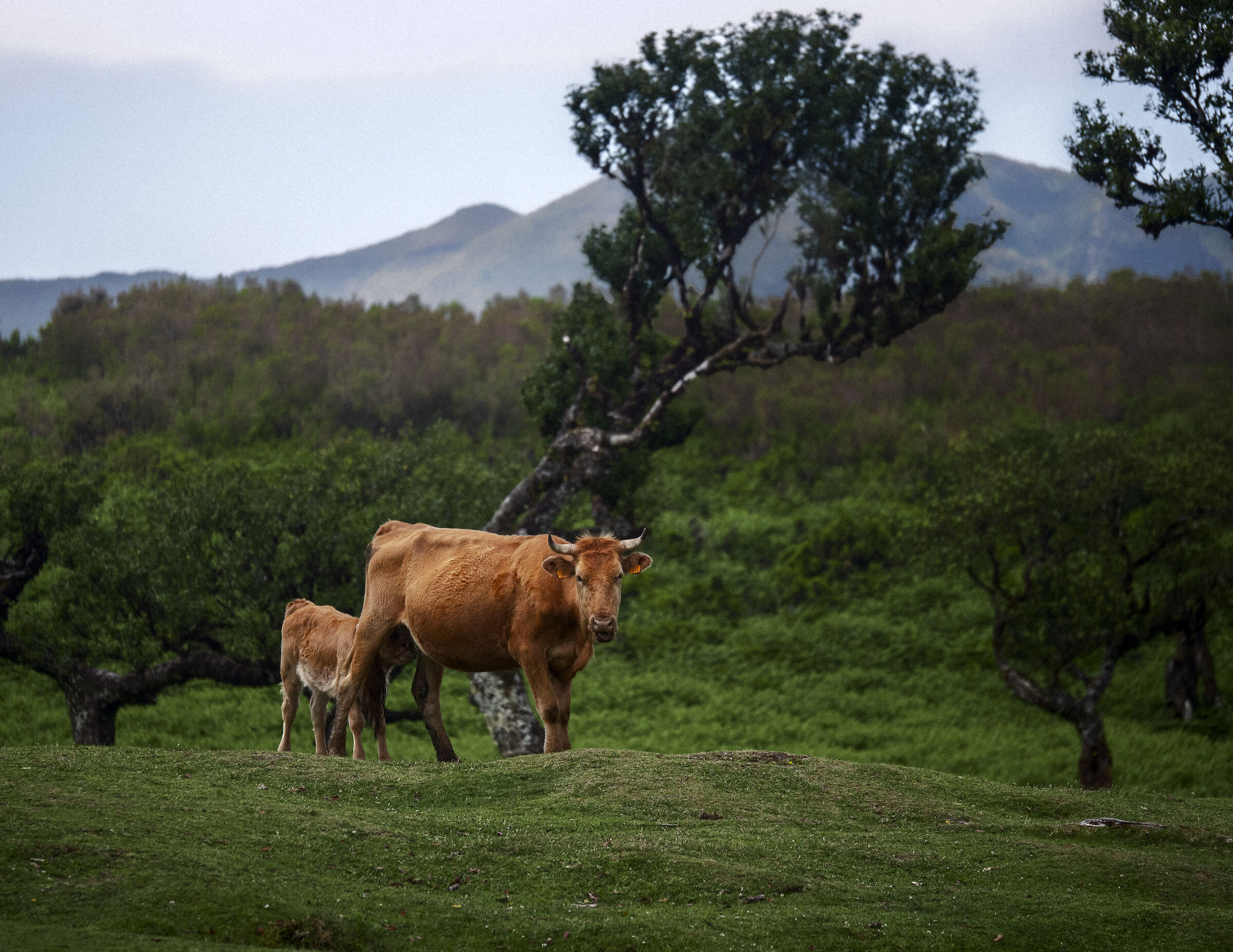 Cows