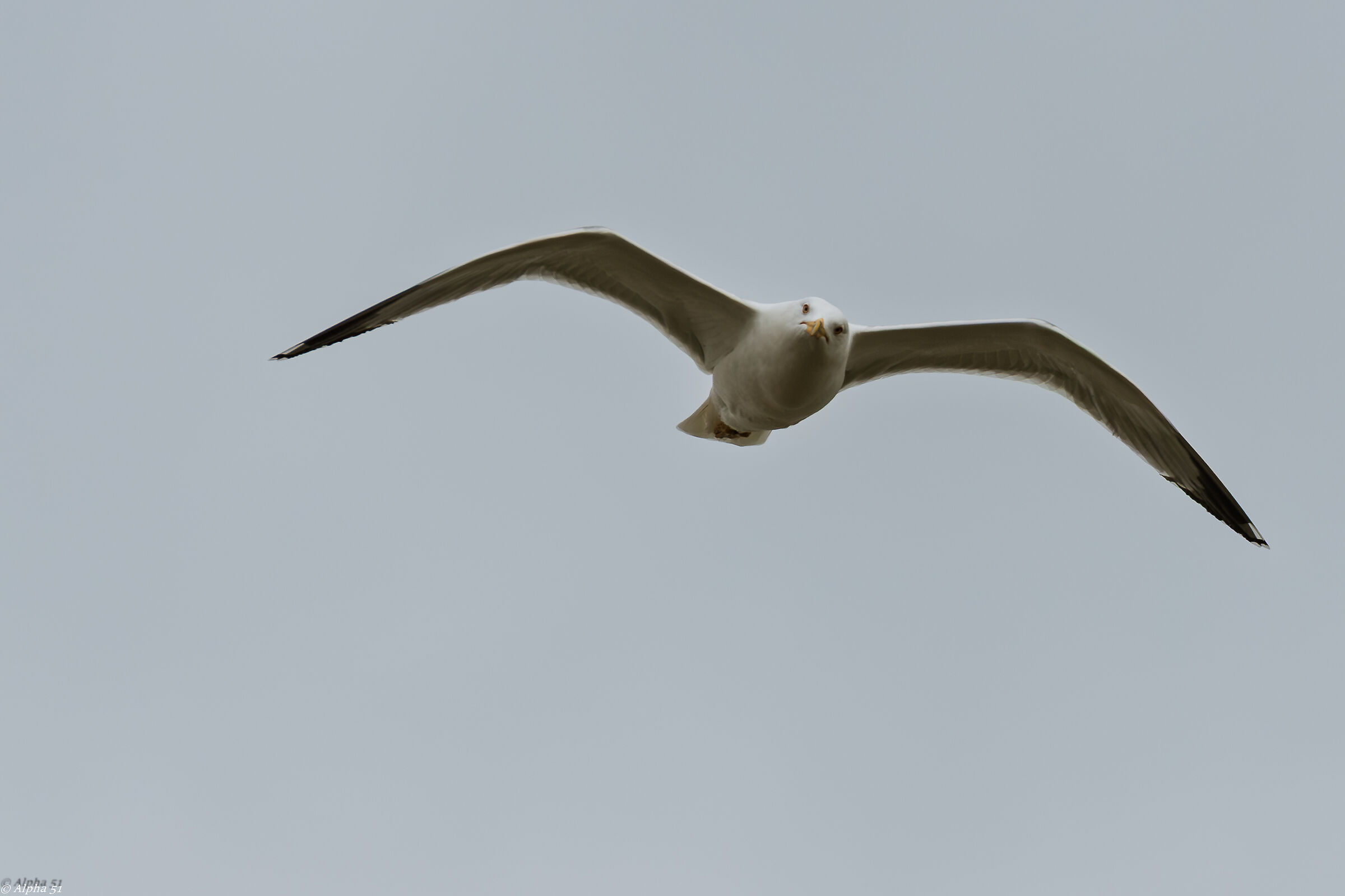 Seagull