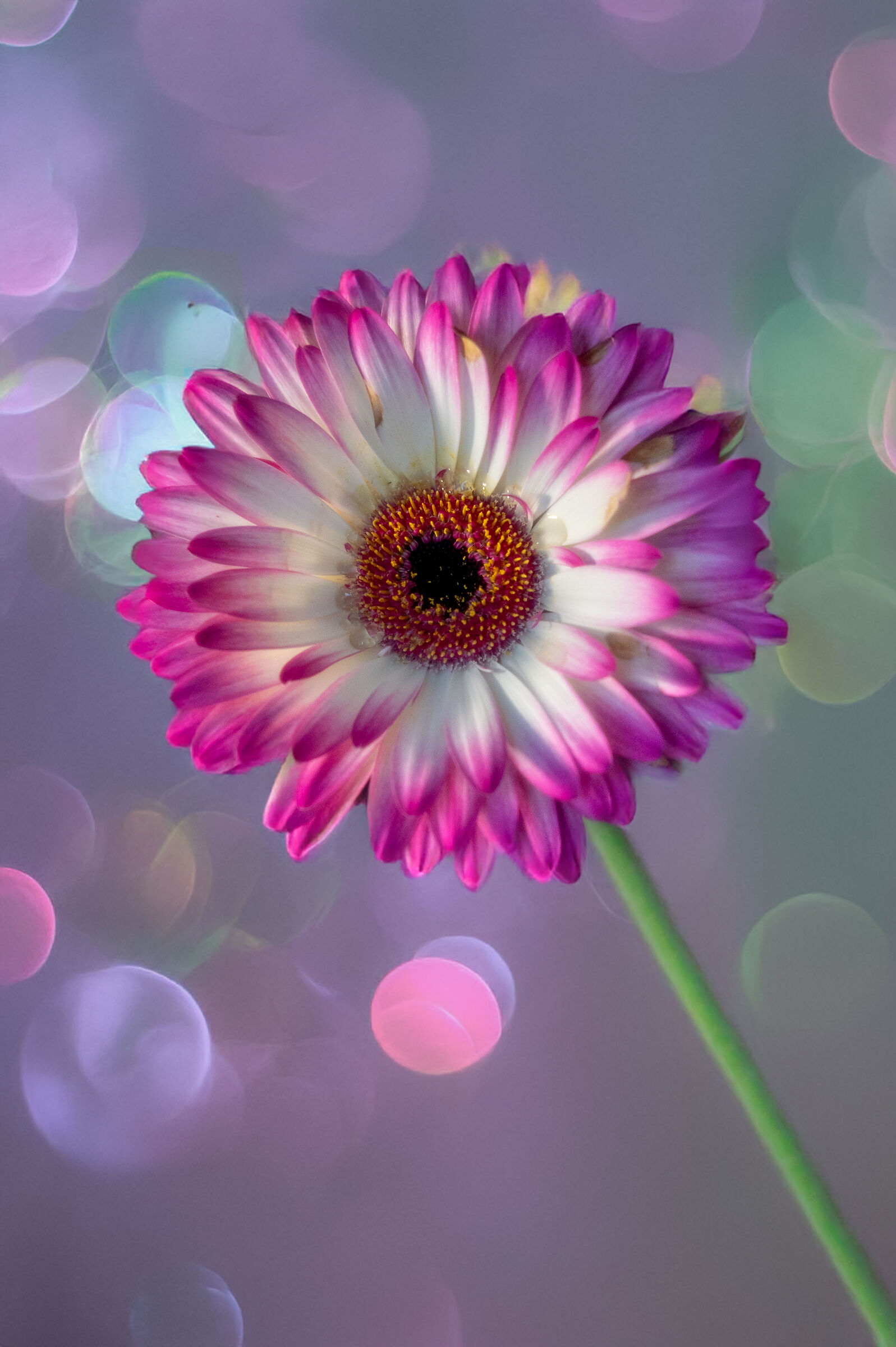 La gerbera e le bolle ...
