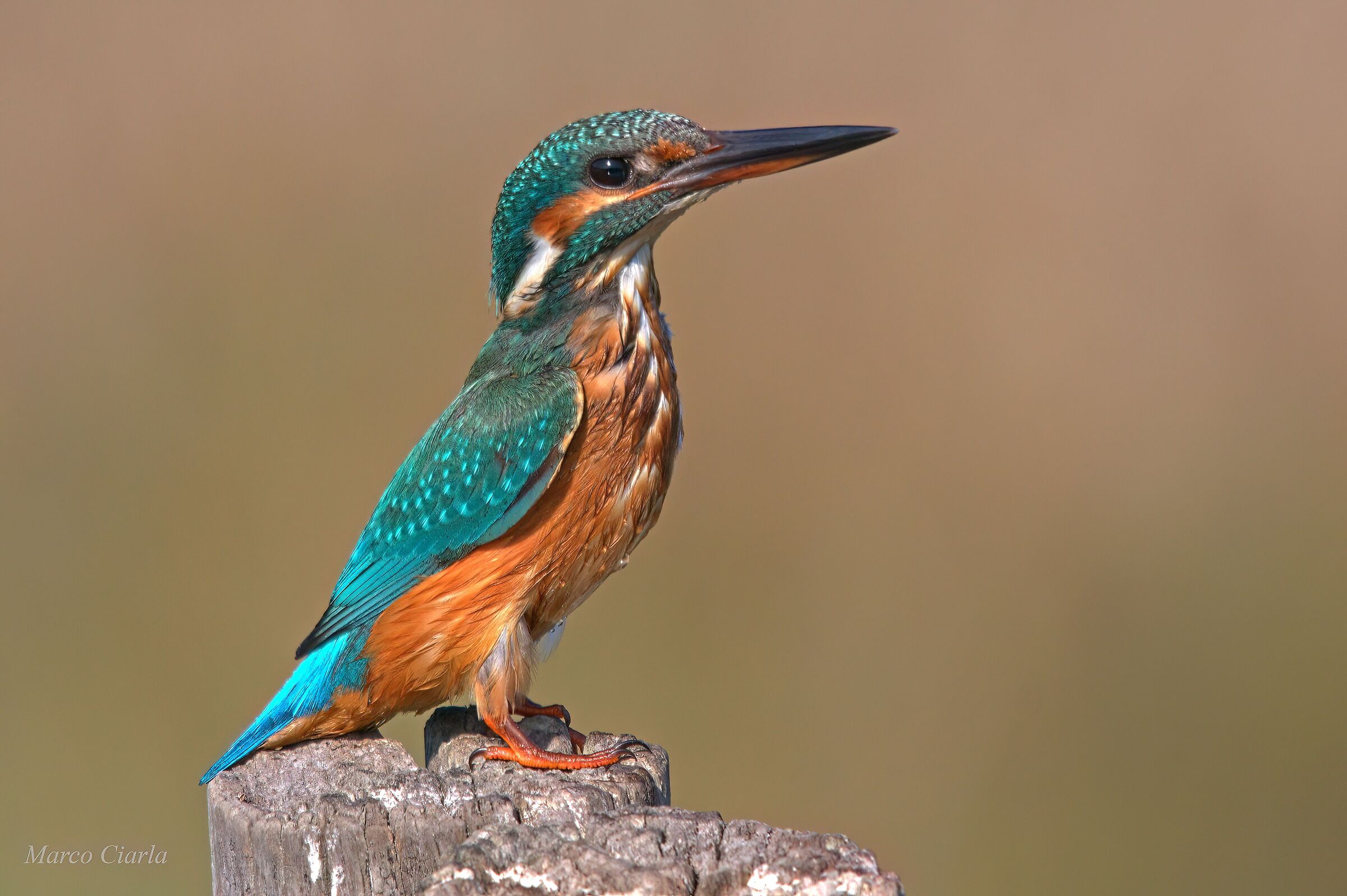 Martin pescatore  (Alcedo atthis)