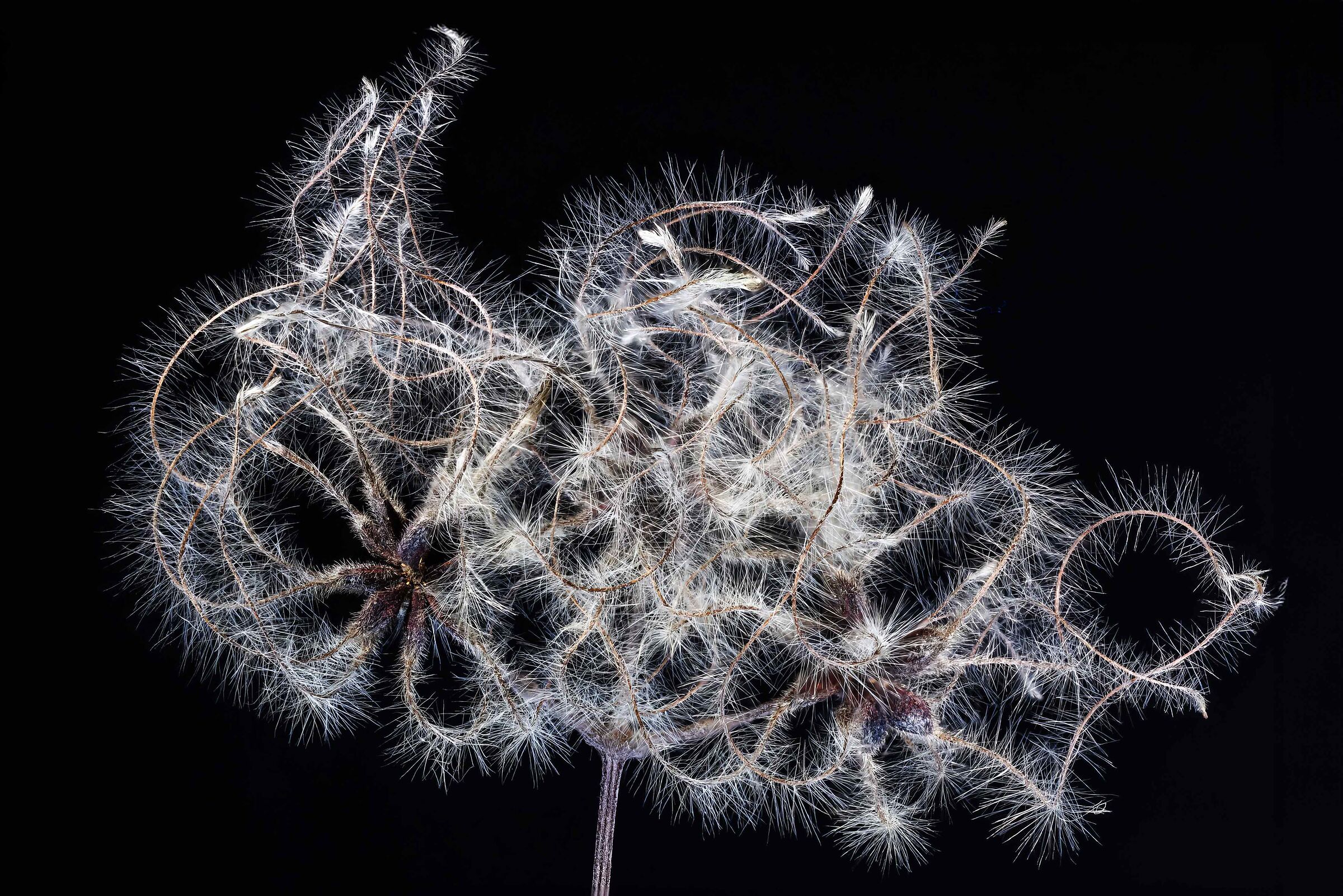 Clematis Vitalba