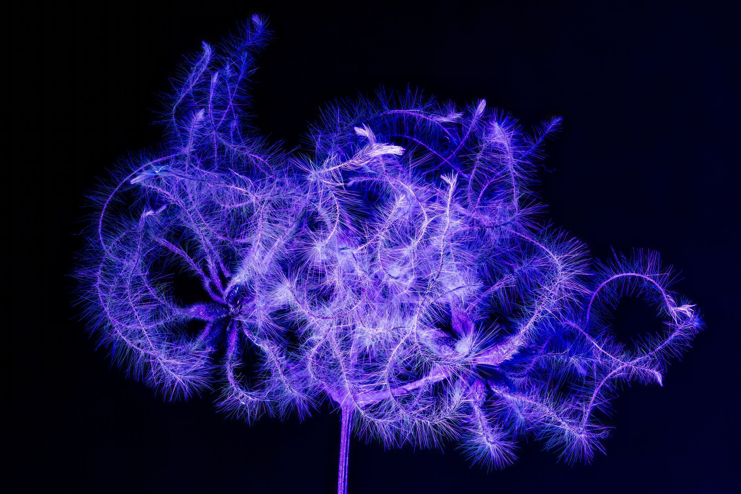 Clematis Vitalba