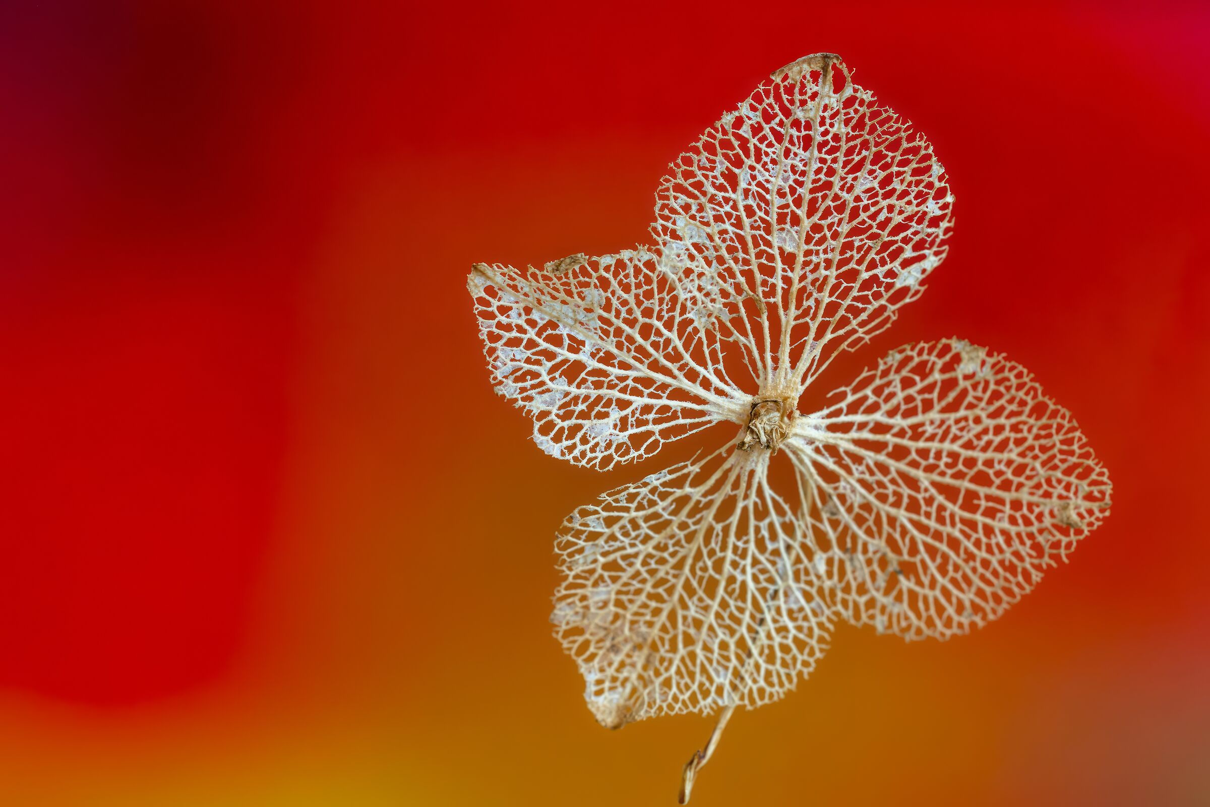 Hydrangea