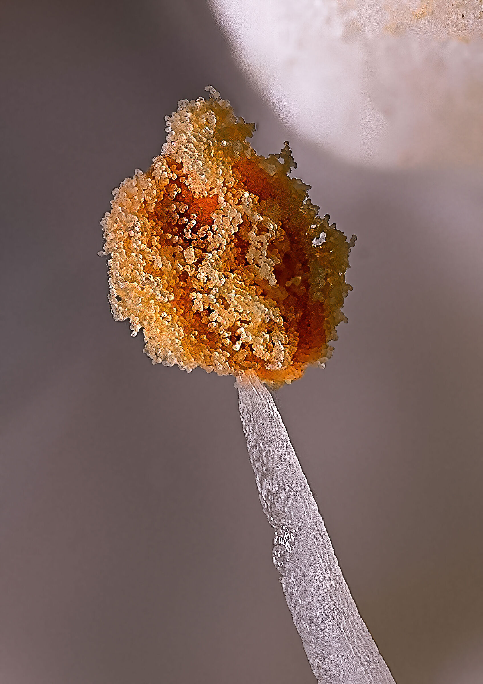 Pistilli