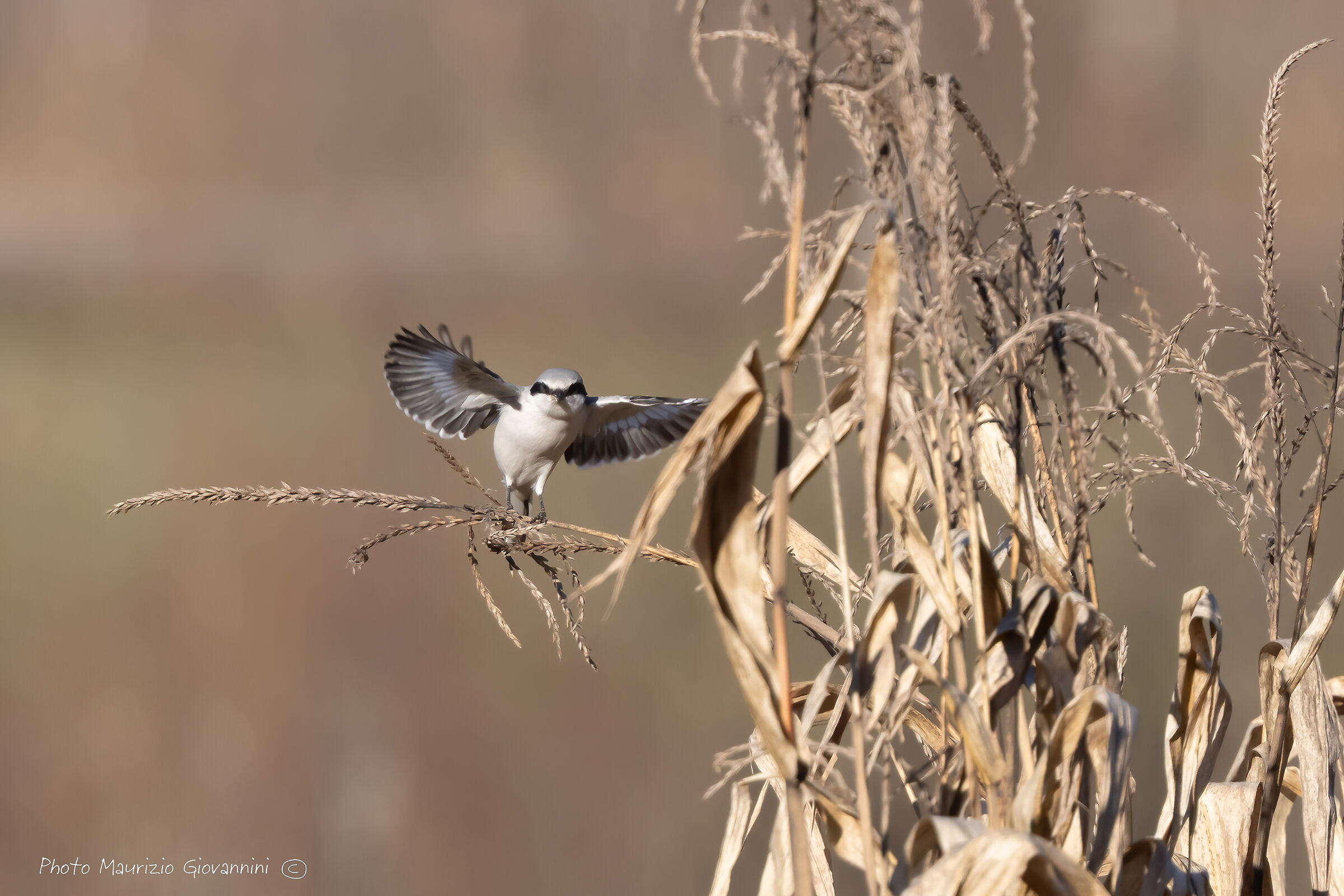 Greater Shrike