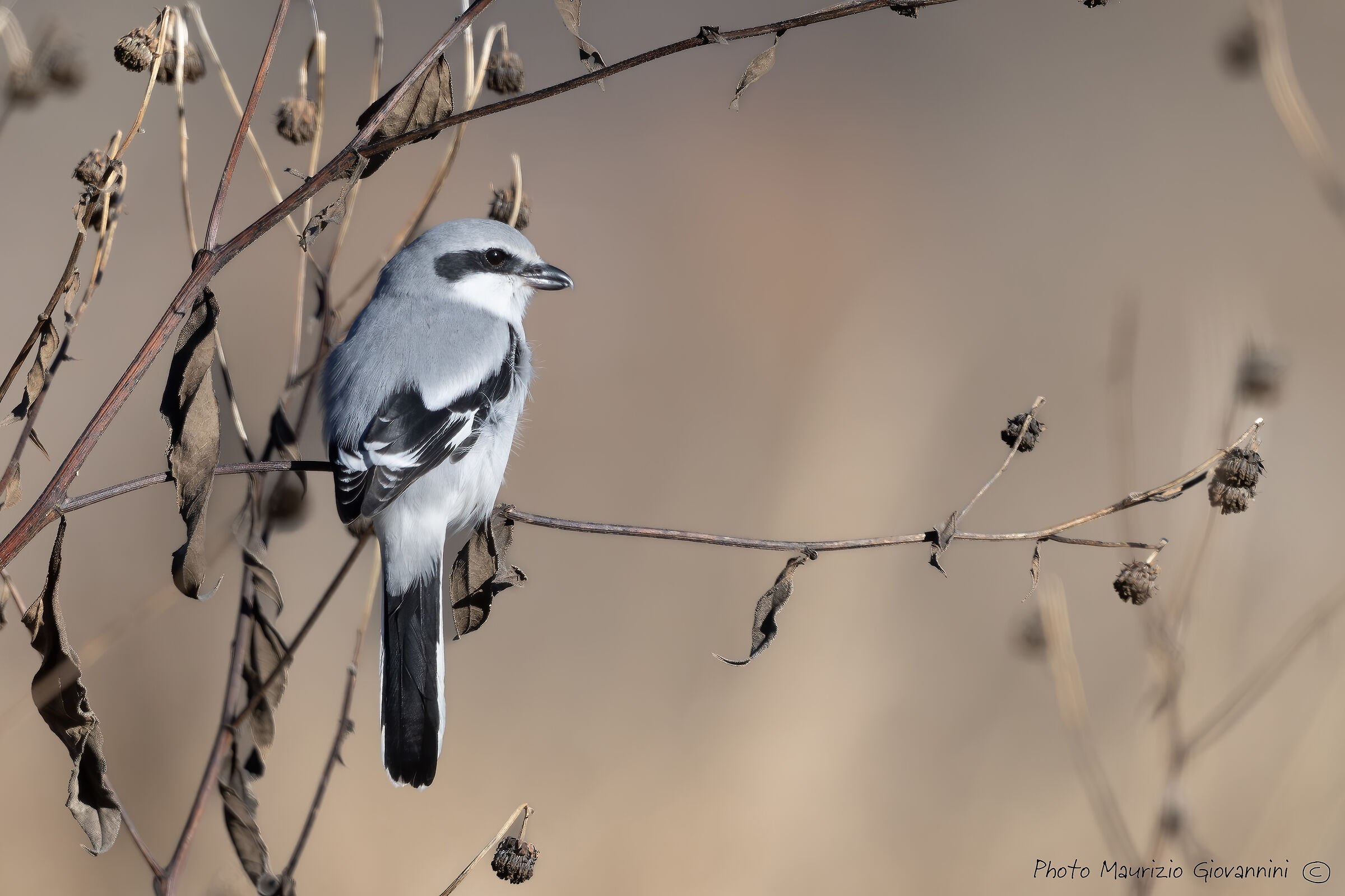 Greater Shrike