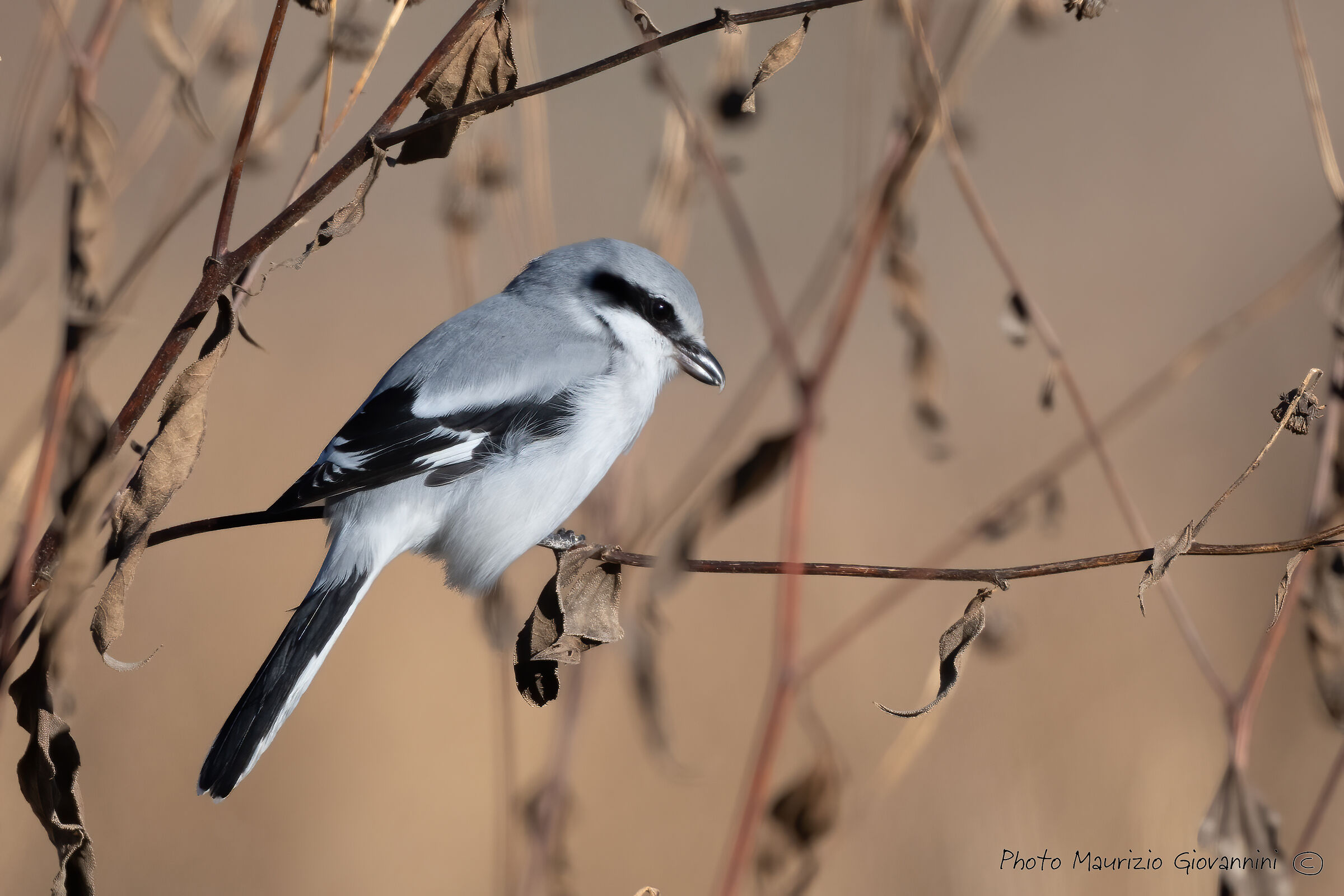 Greater Shrike