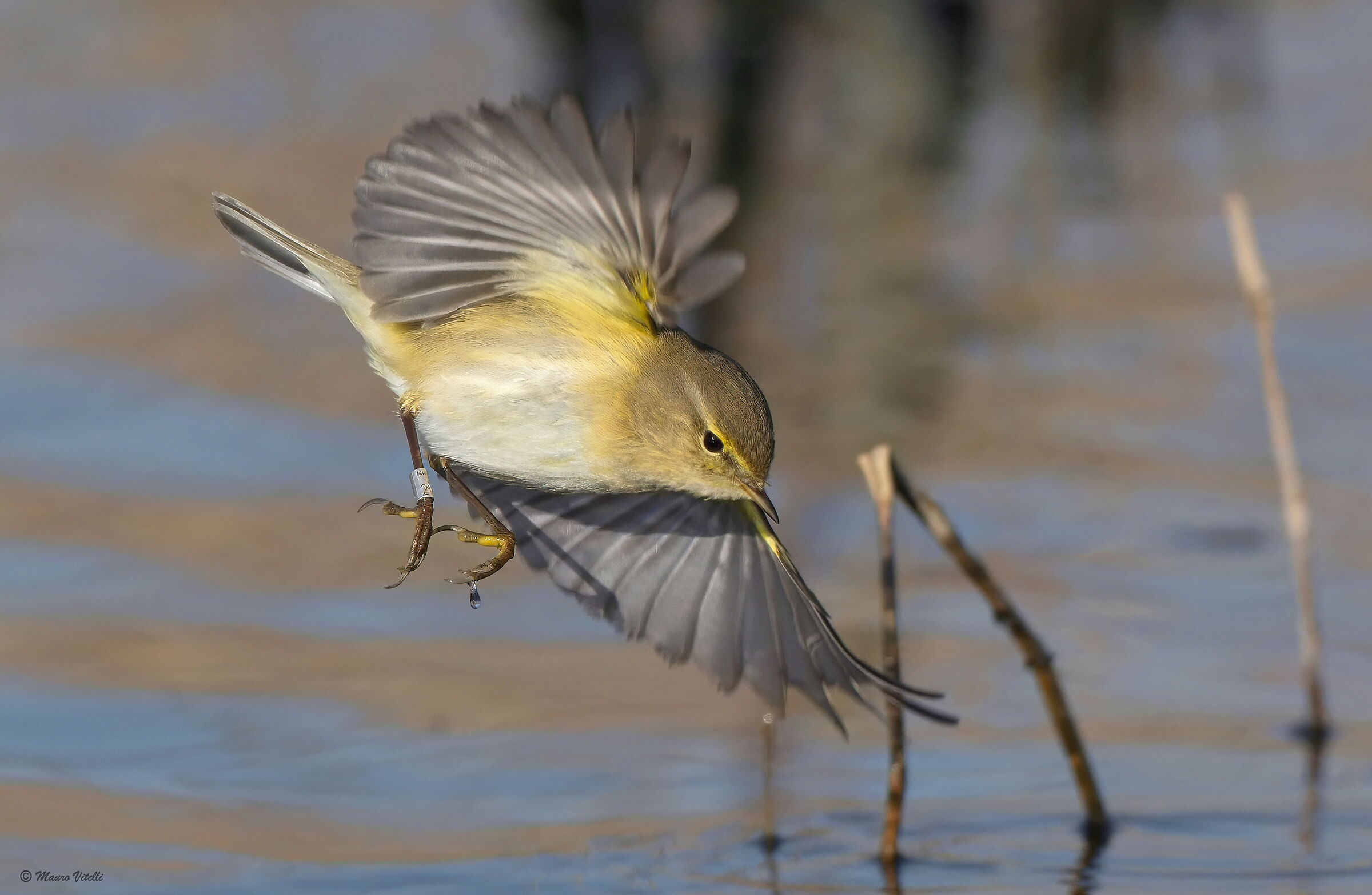 Little warbler (Phylloscopus collybita)