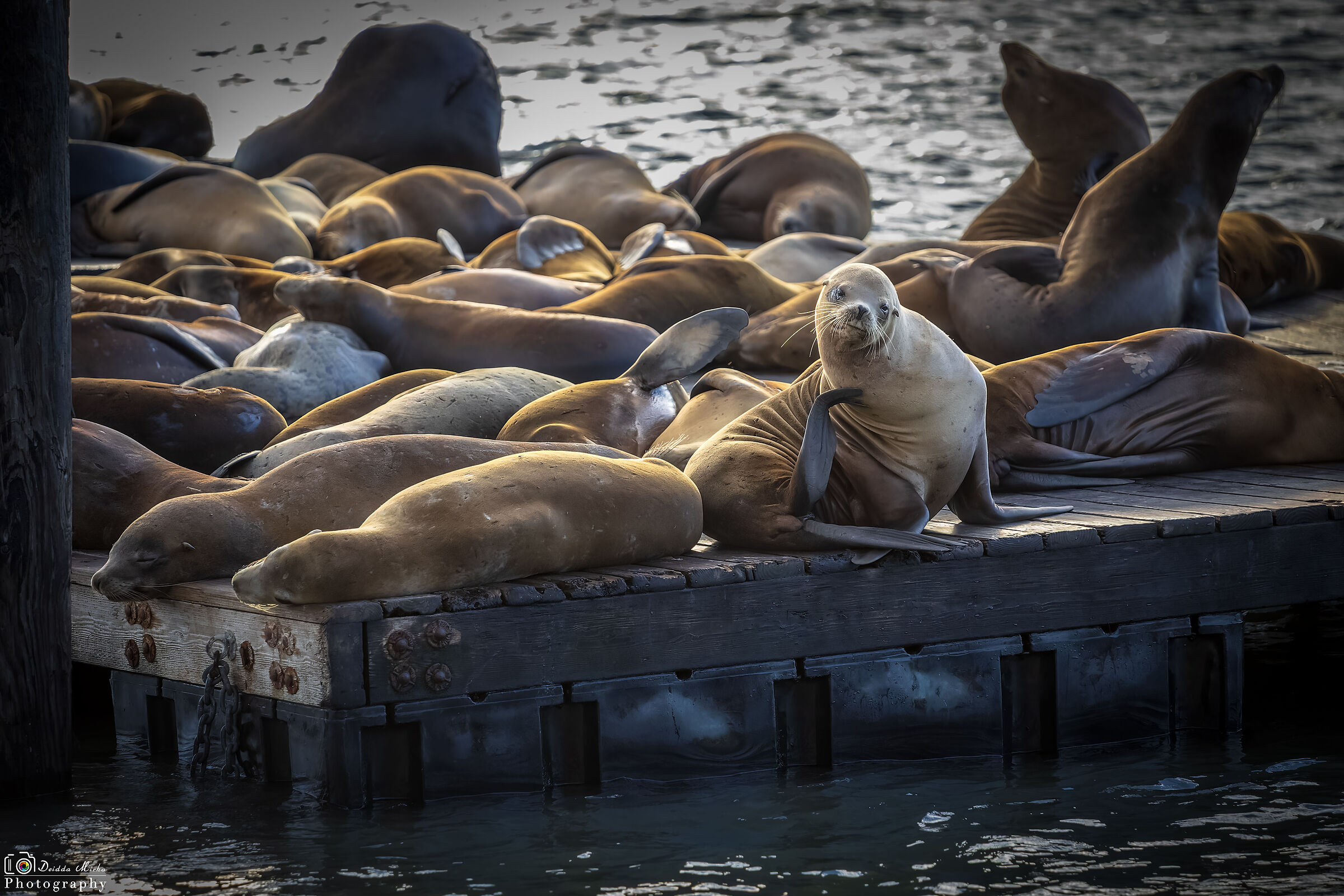 Sea Lions in Pier 39