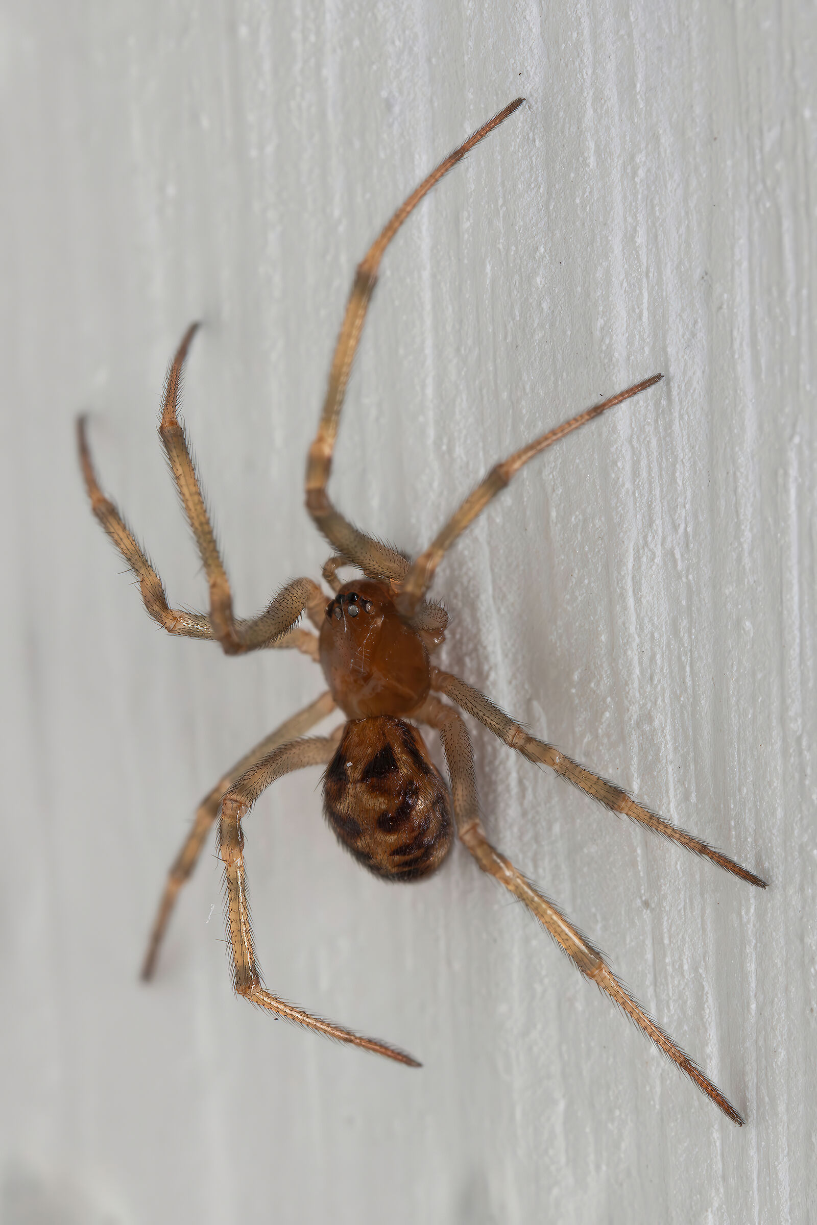 Steatoda triangulosa