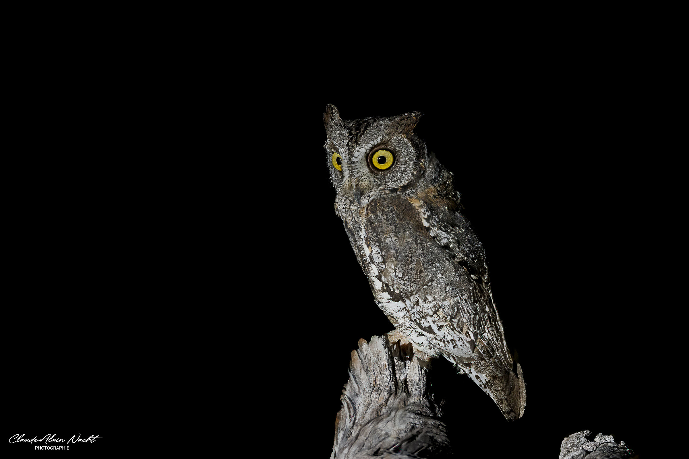 African Scops Owl