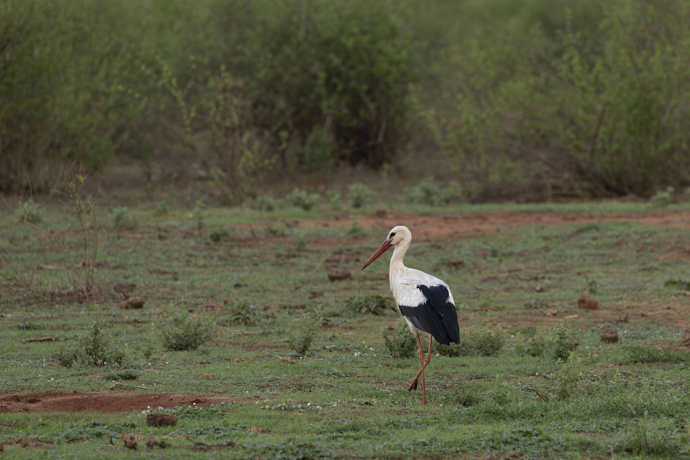 Tsavo East National Park