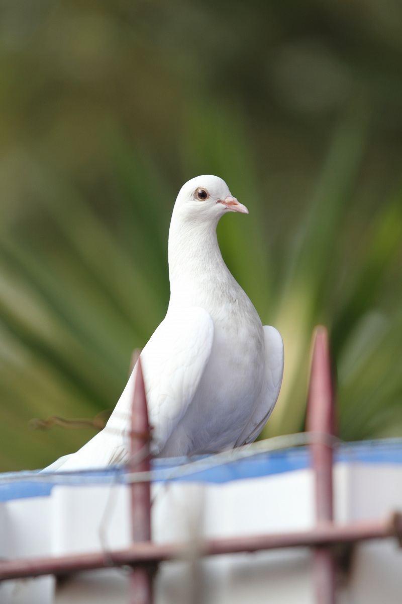Dove