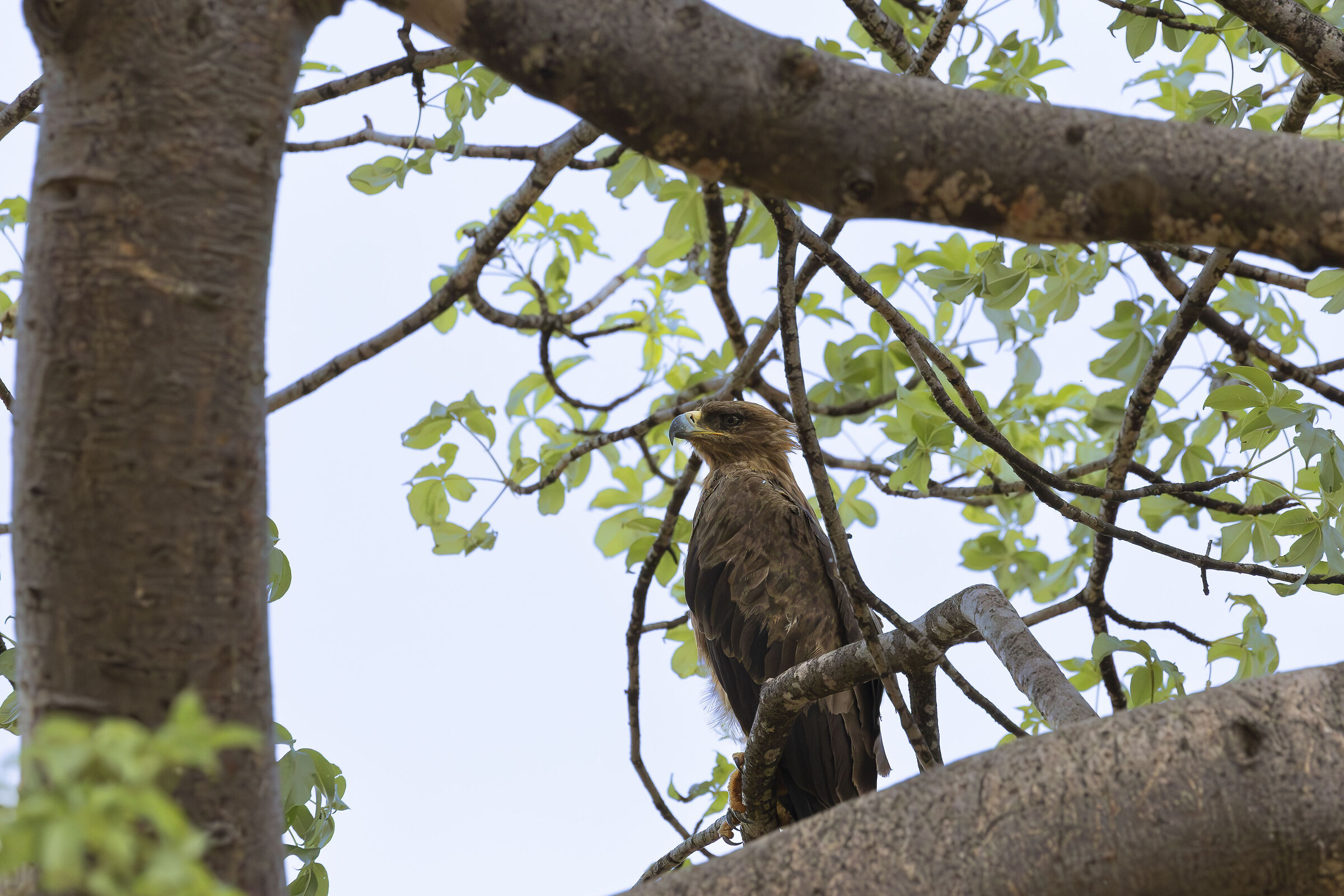 Tsavo East National Park