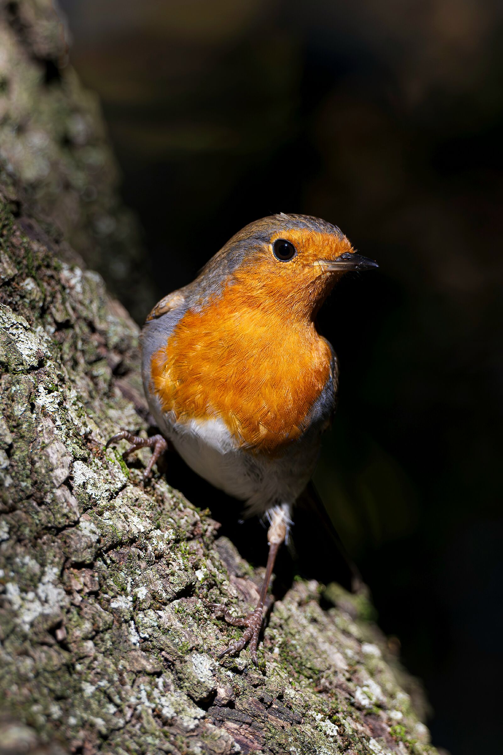 Robin
