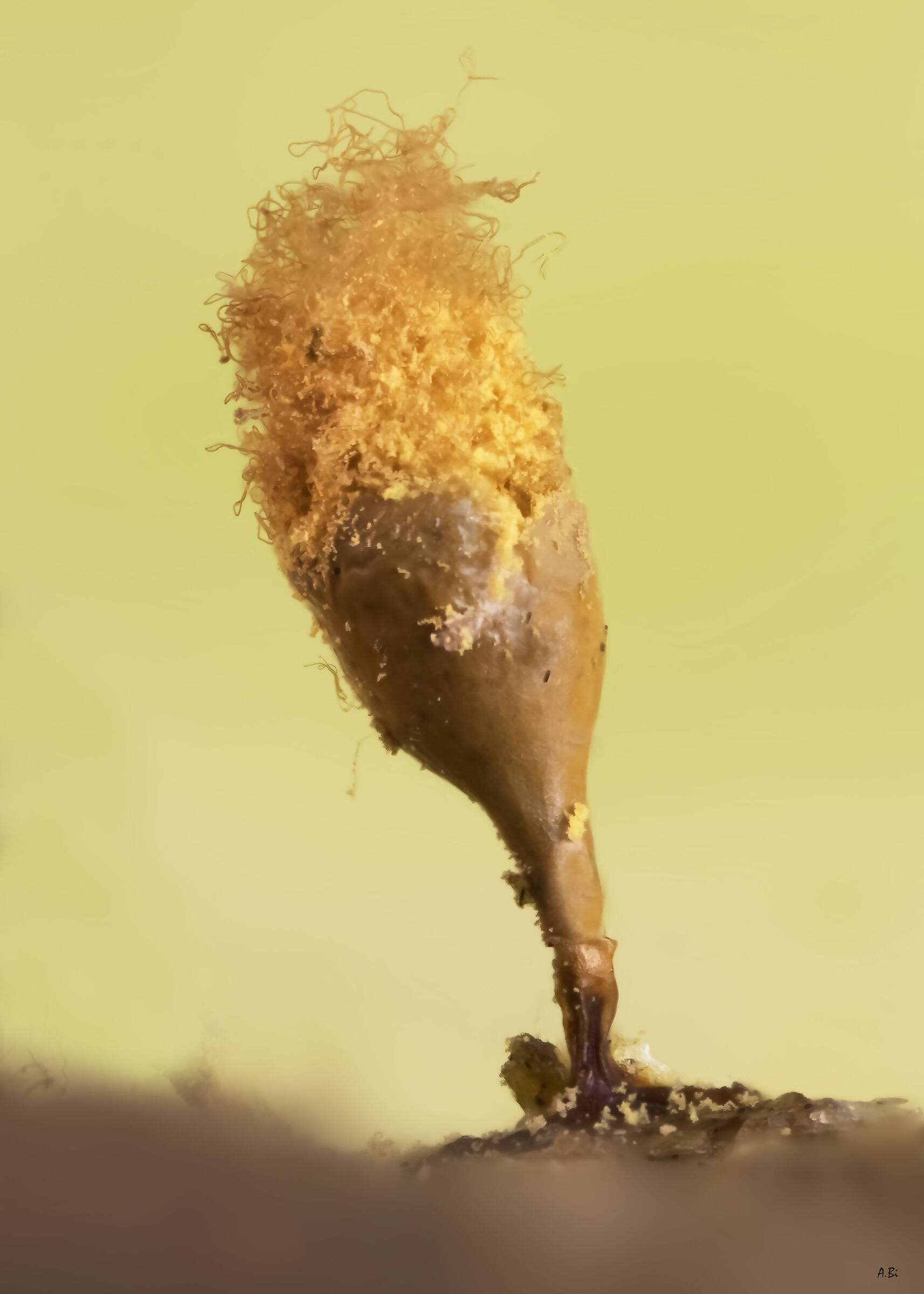 Hemitrichia clavata
