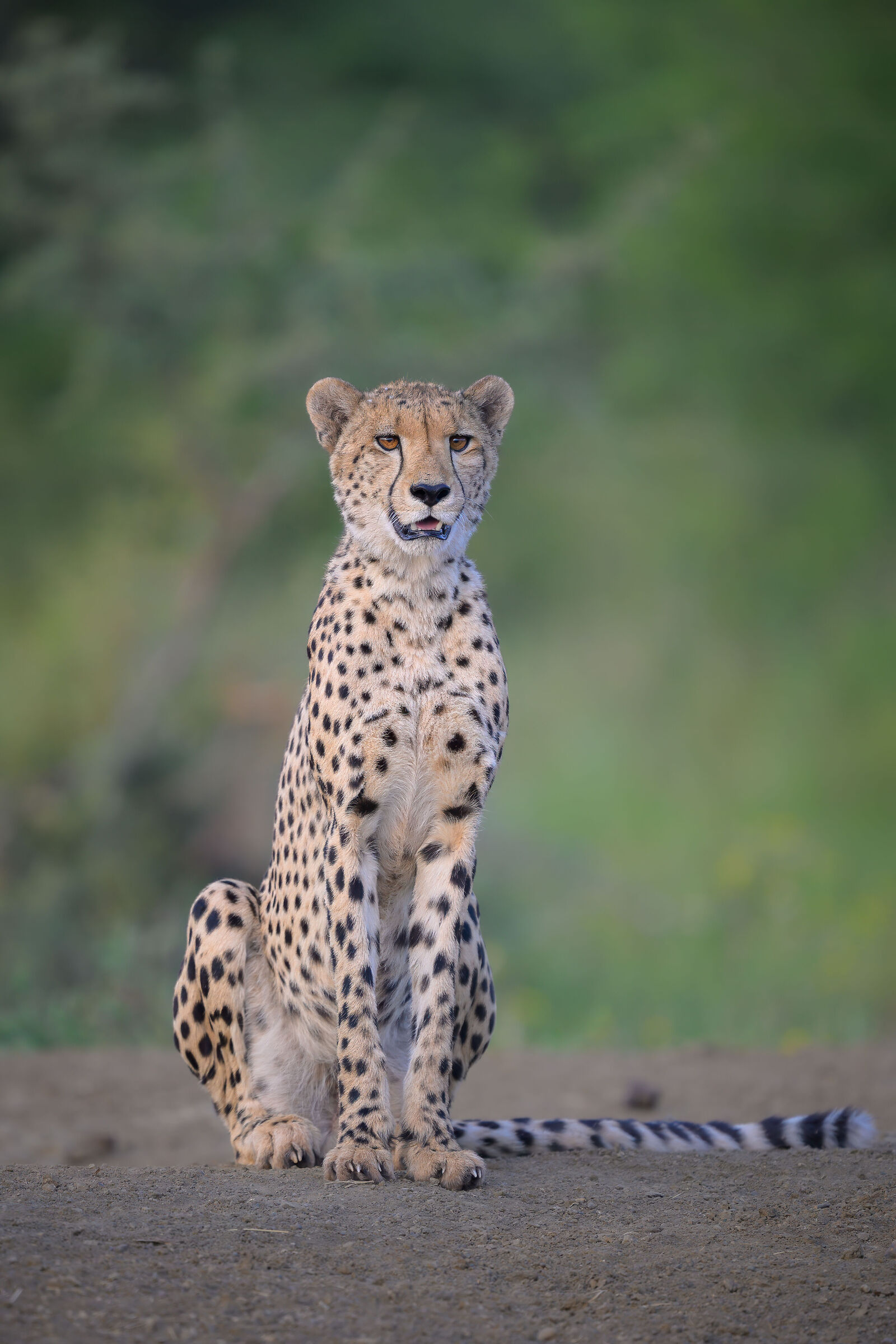 Madikwe Game Reserve
