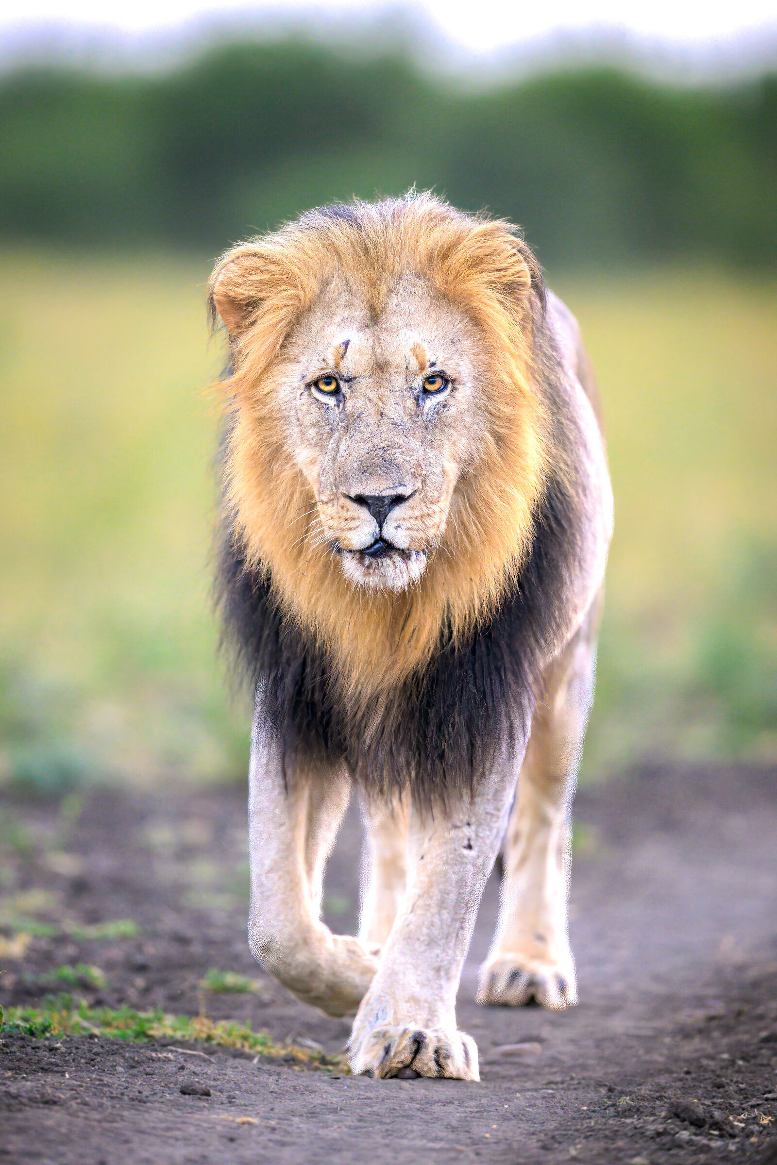 Madikwe Game Reserve