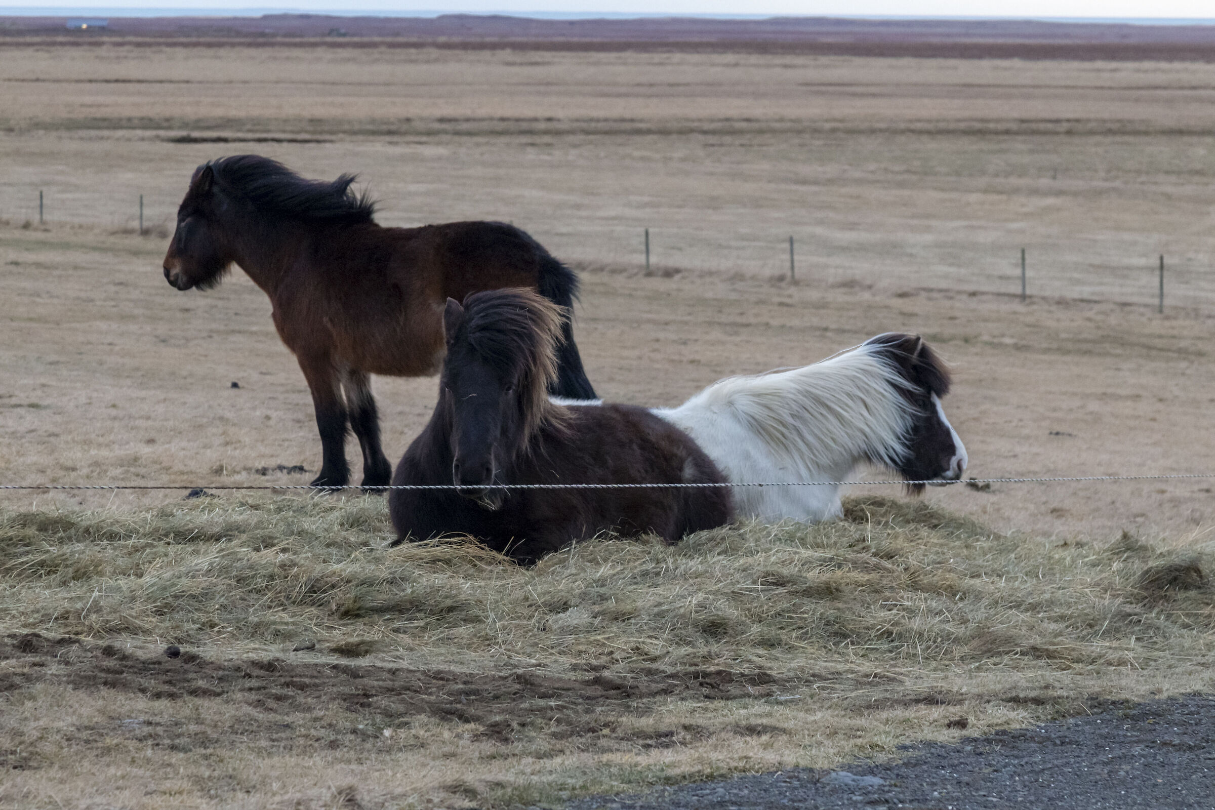 Icelandic Horses