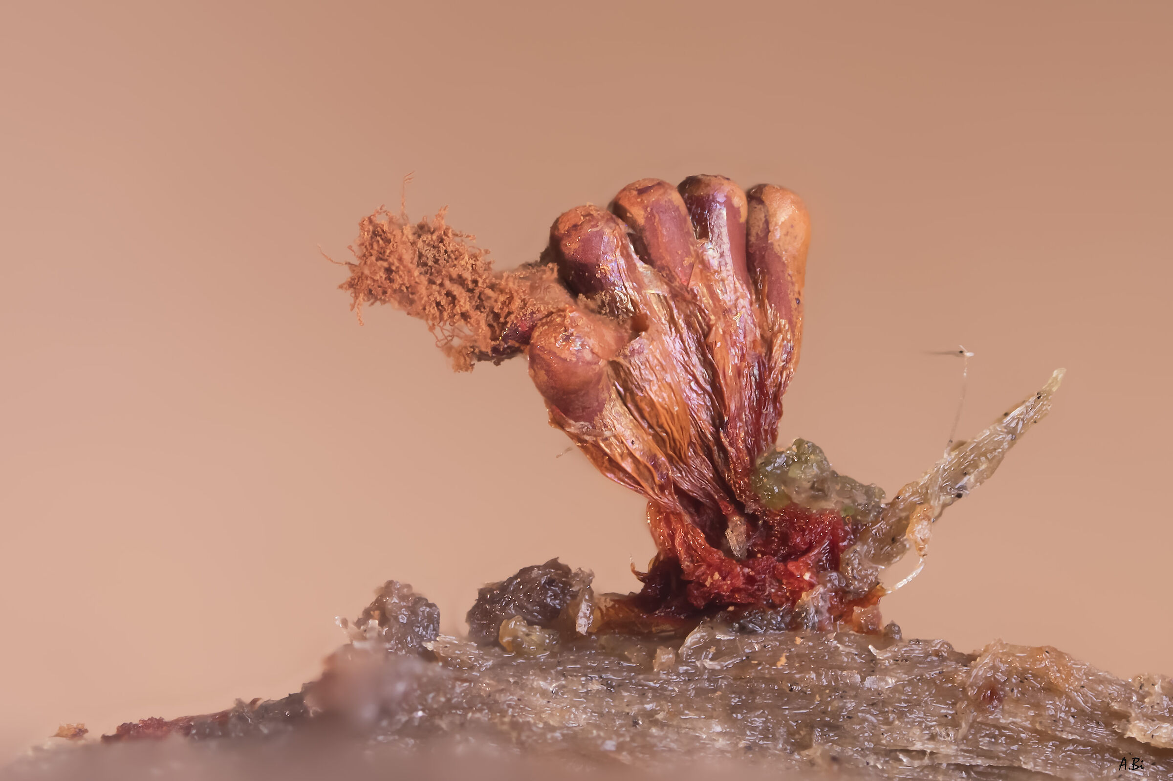 Metatrichia vesparium