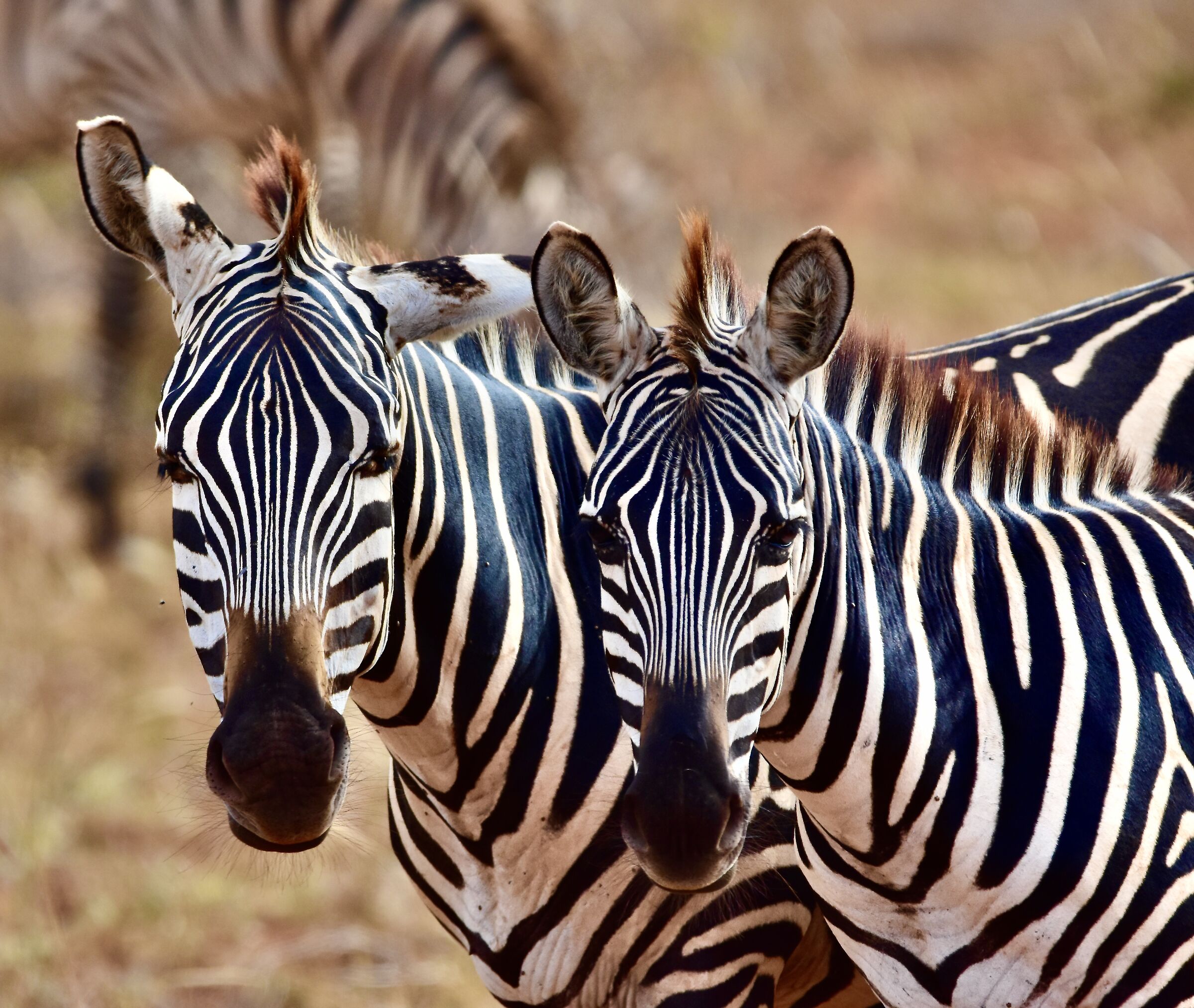 we zebra
