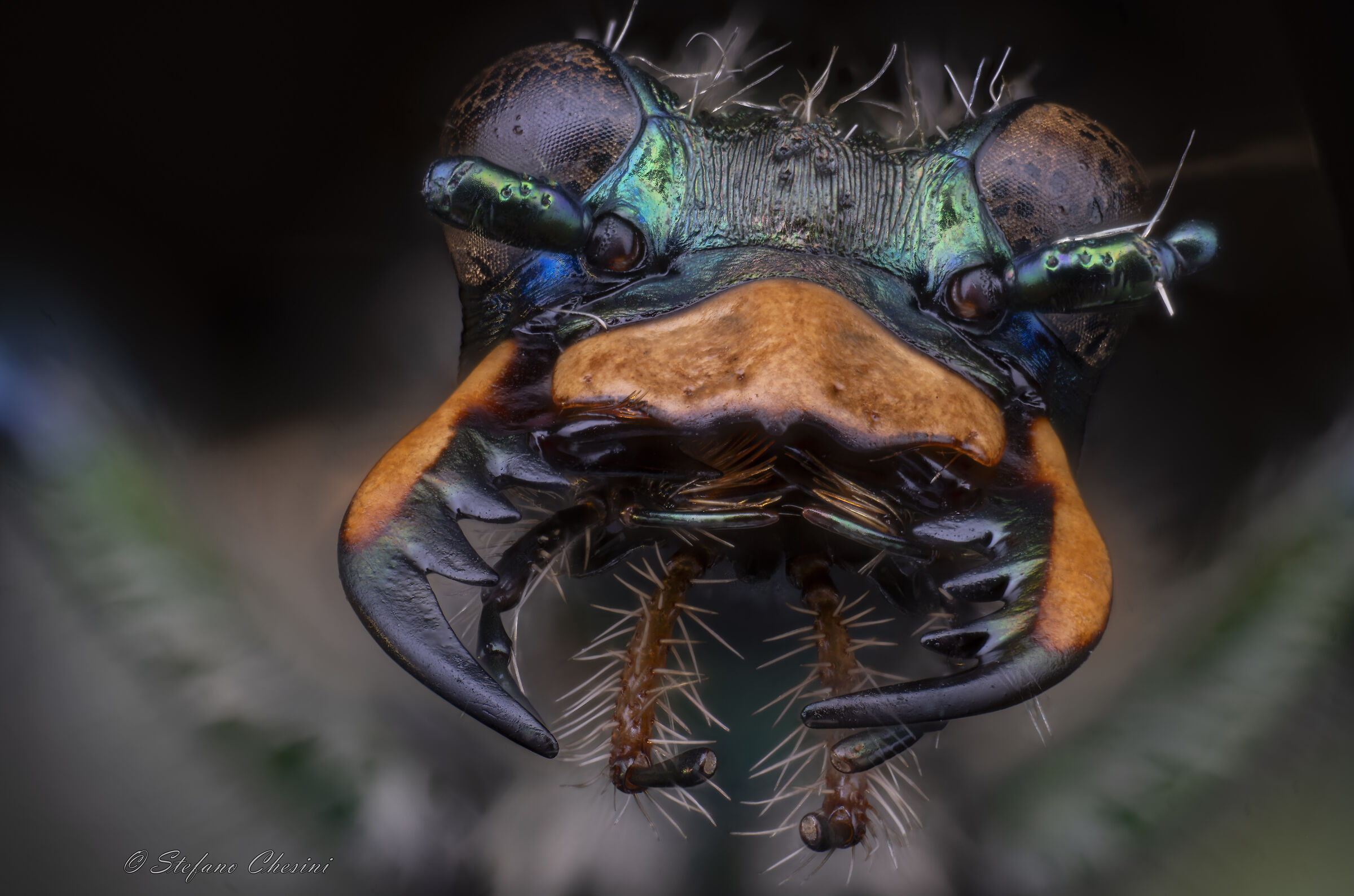 Cicindela Face