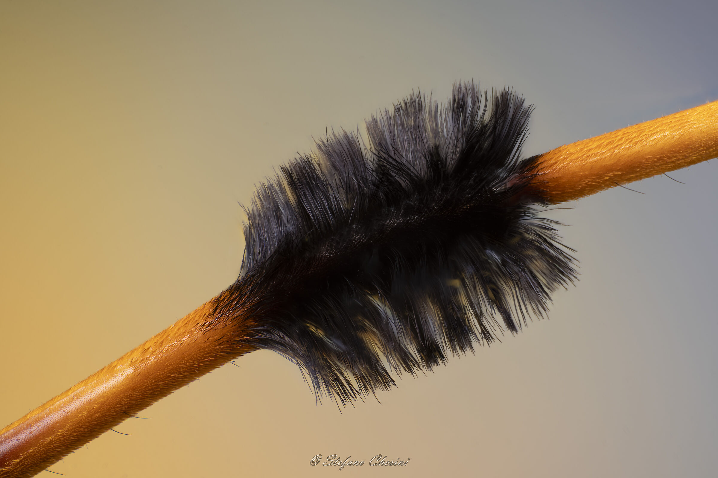 And thanks to the Aristobia the Swiffer was created