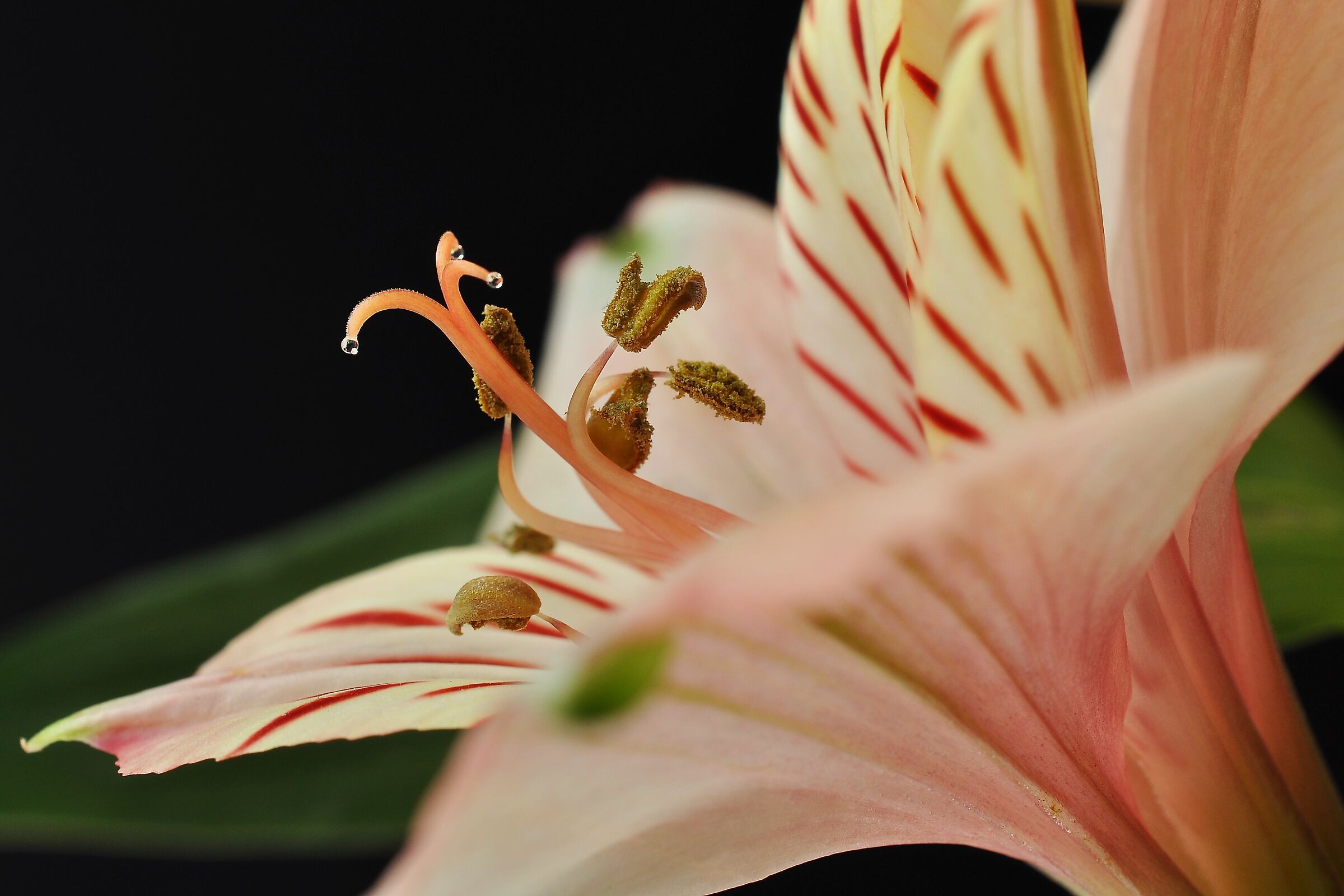 Alstroemeria