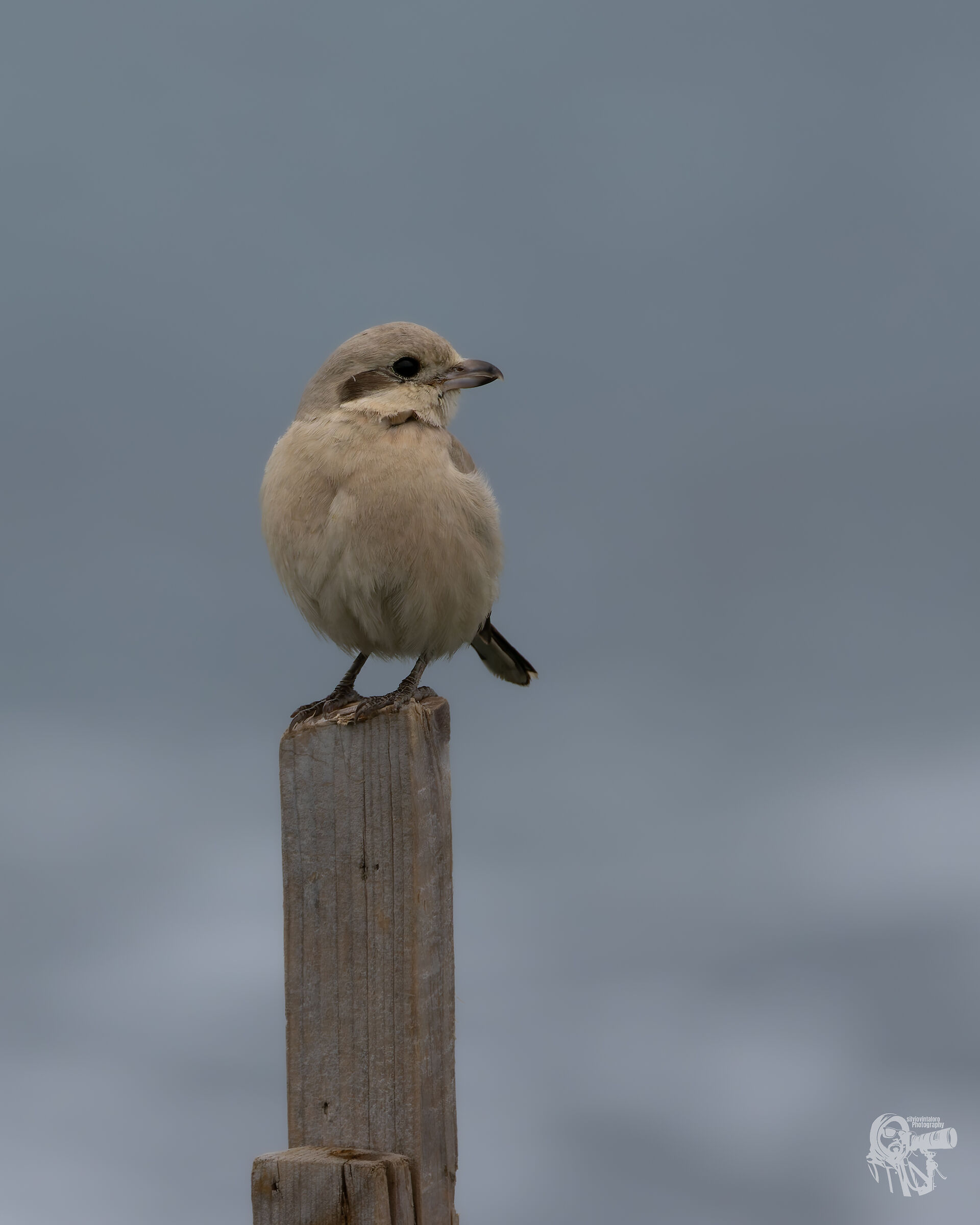 Pale-billed Great-backed Shrike