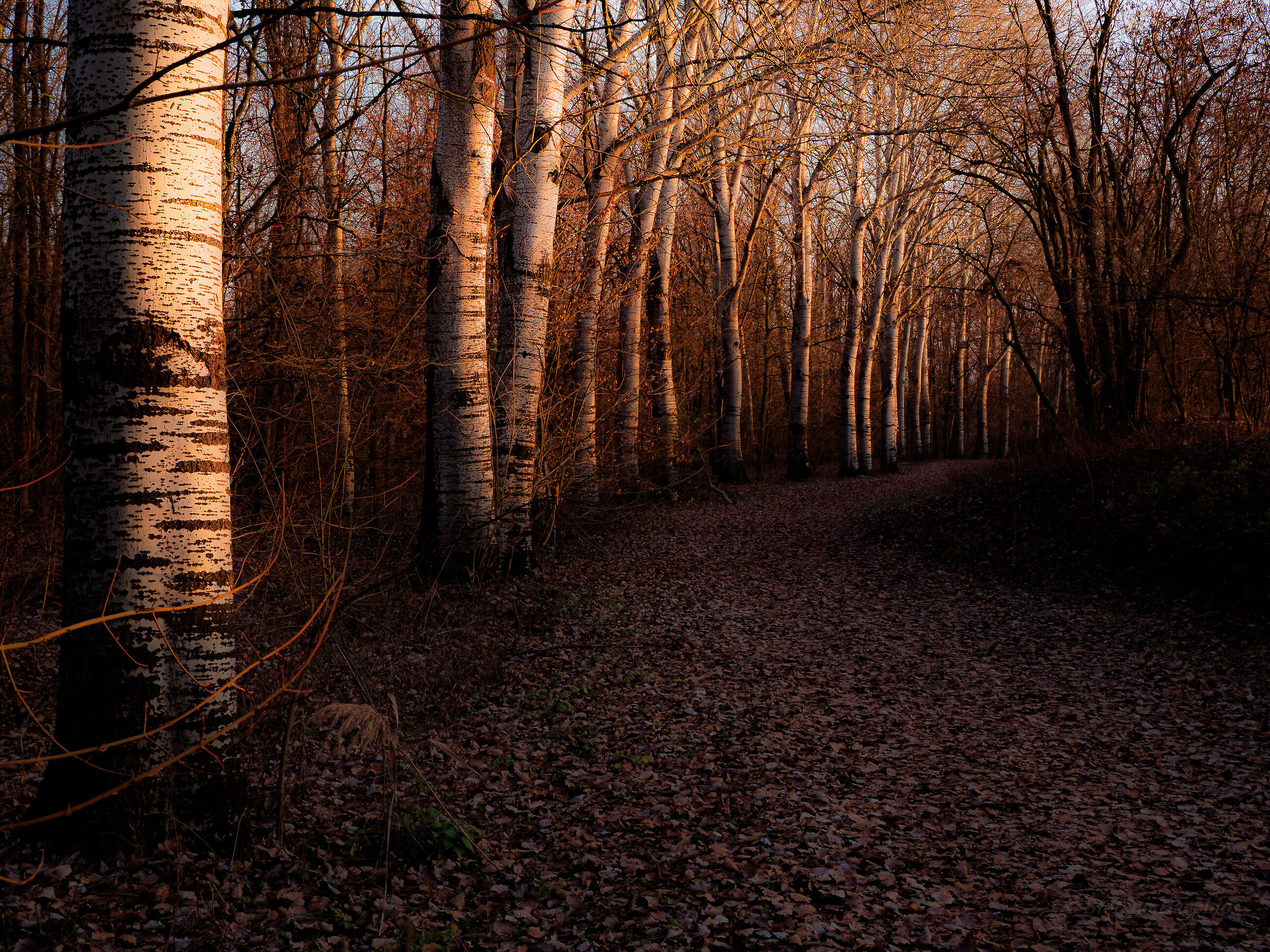 Sunset in the woods