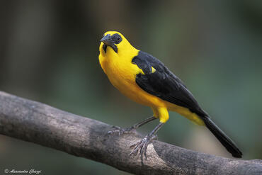 Gymnomystax mexicanus