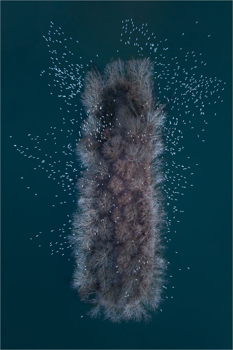 Caterpillar Island