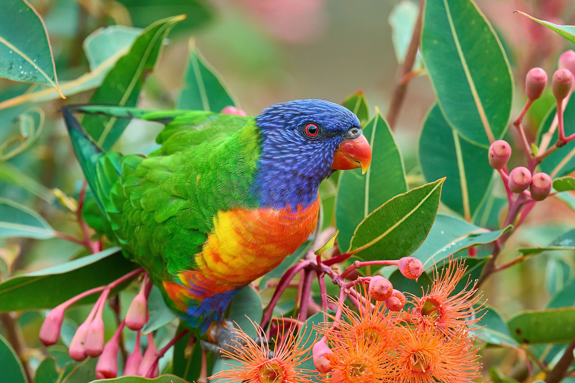 Rainbow Lorikeet