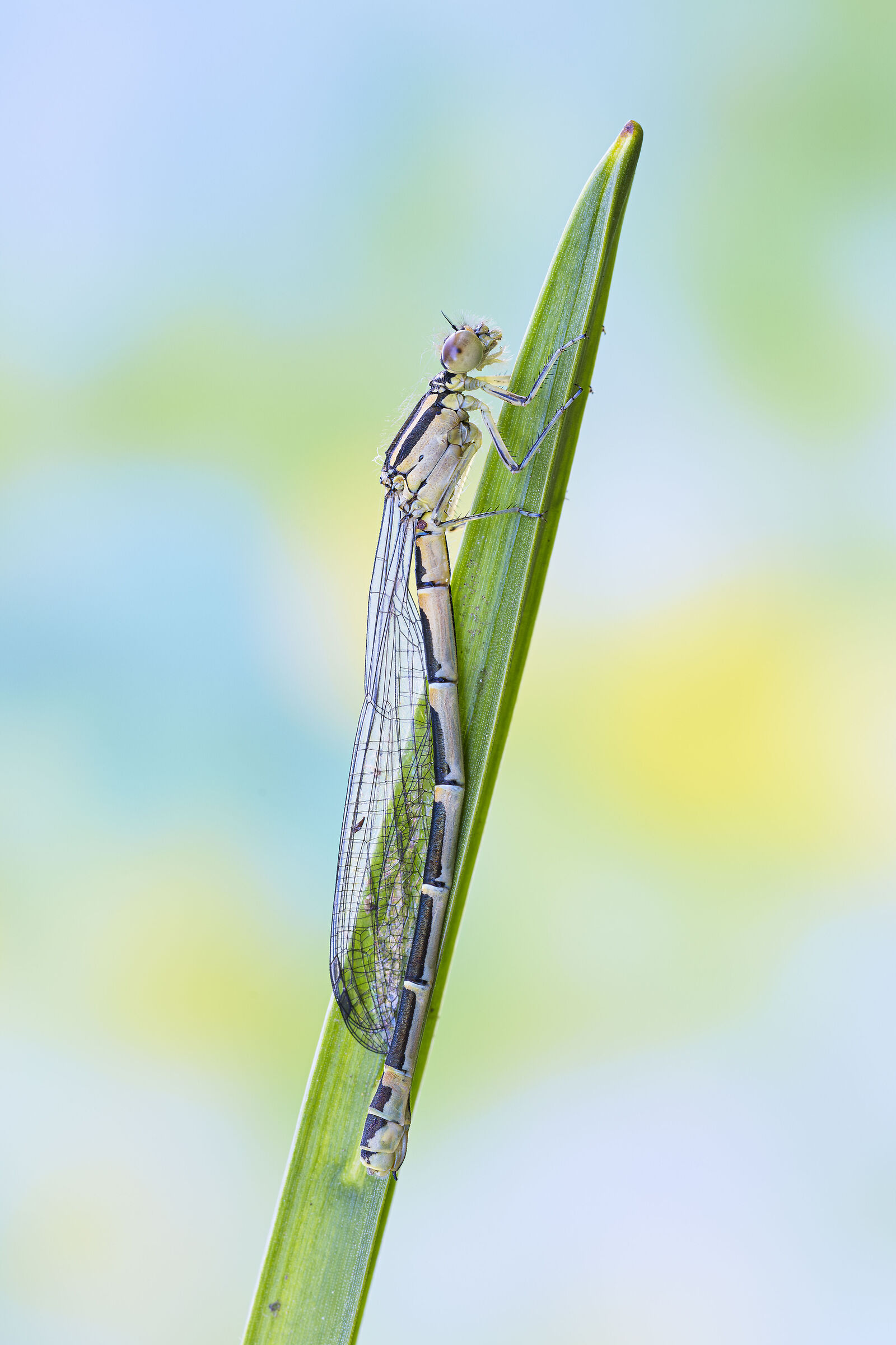 Enallagma cyathigerum